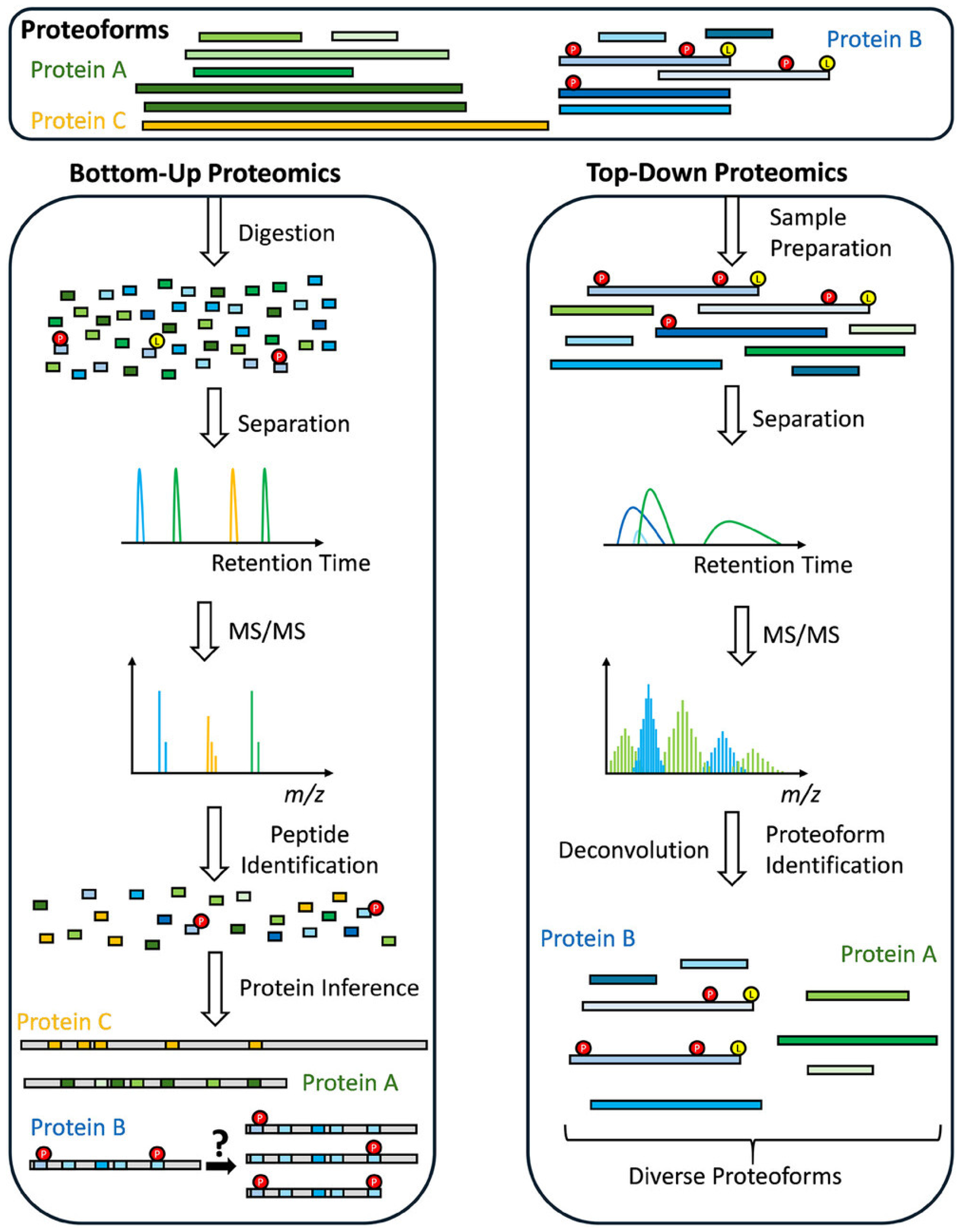 Top-Down Mass Spectrometry and Its Current Applications in Biomarker ...