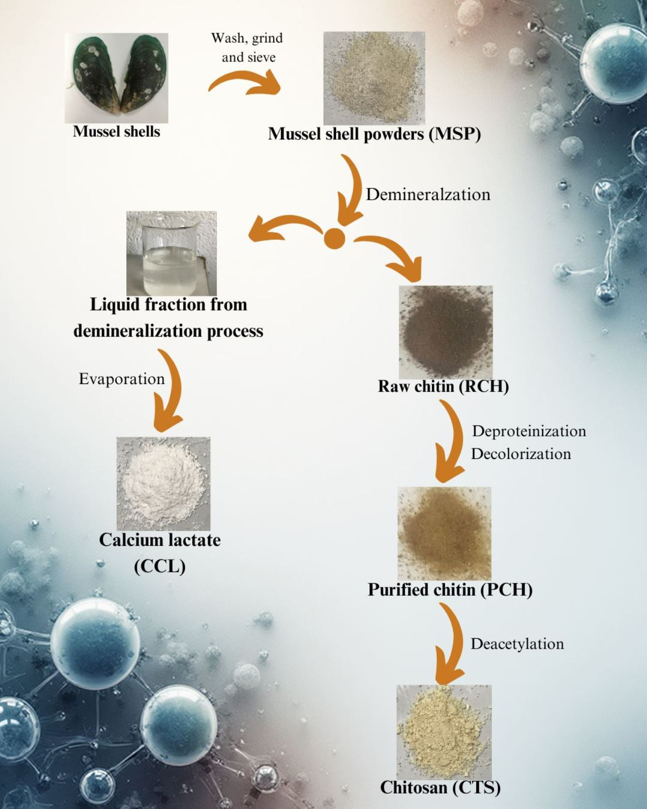 Valorization of Mussel Shell Waste to Chitin, Chitosan, and Calcium ...