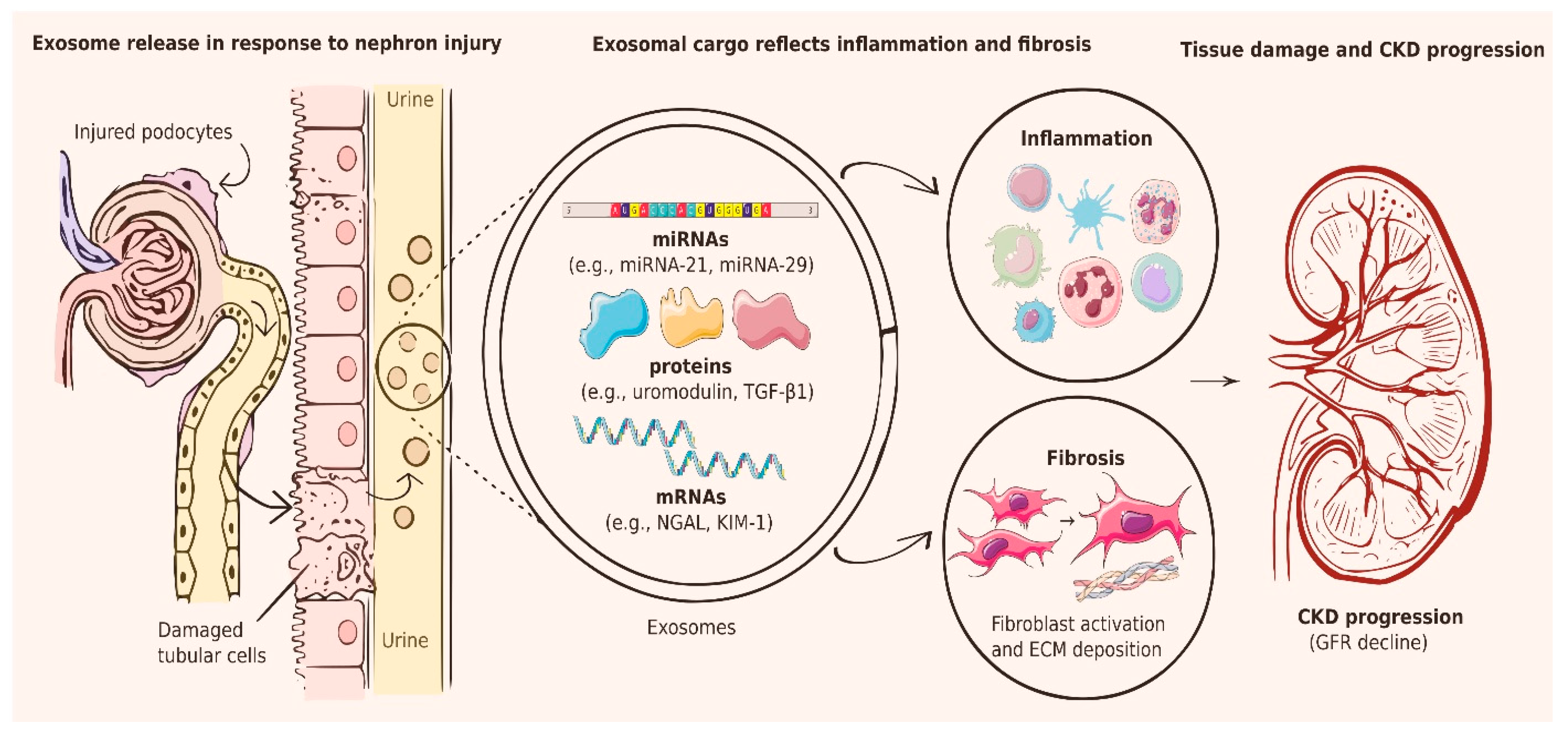 Emerging Urinary Biomarkers and Innovative Technologies for the Early ...