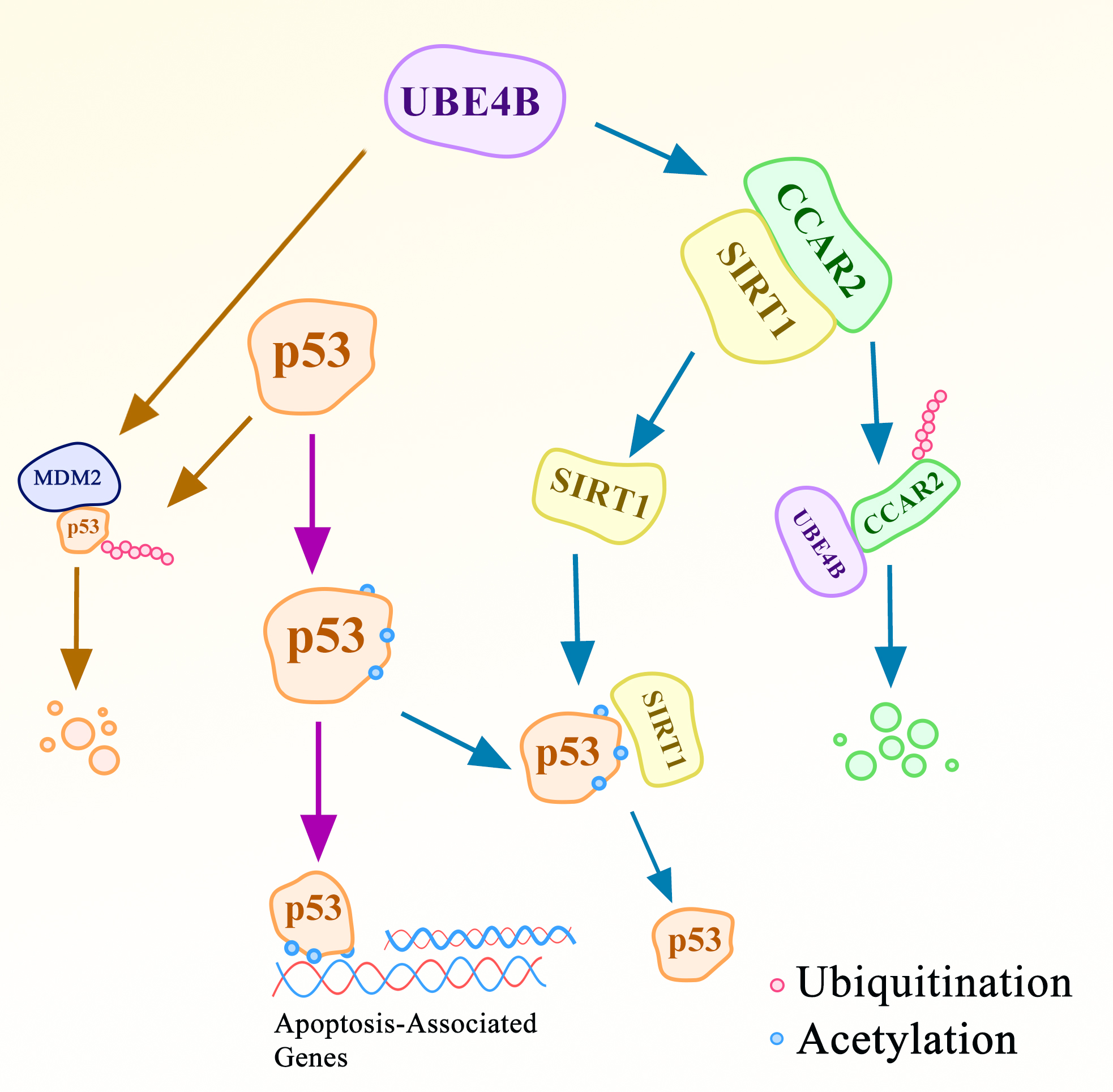 Dual Pathways of UBE4B Inhibit Apoptosis in p53-Positive Tumor Cells ...