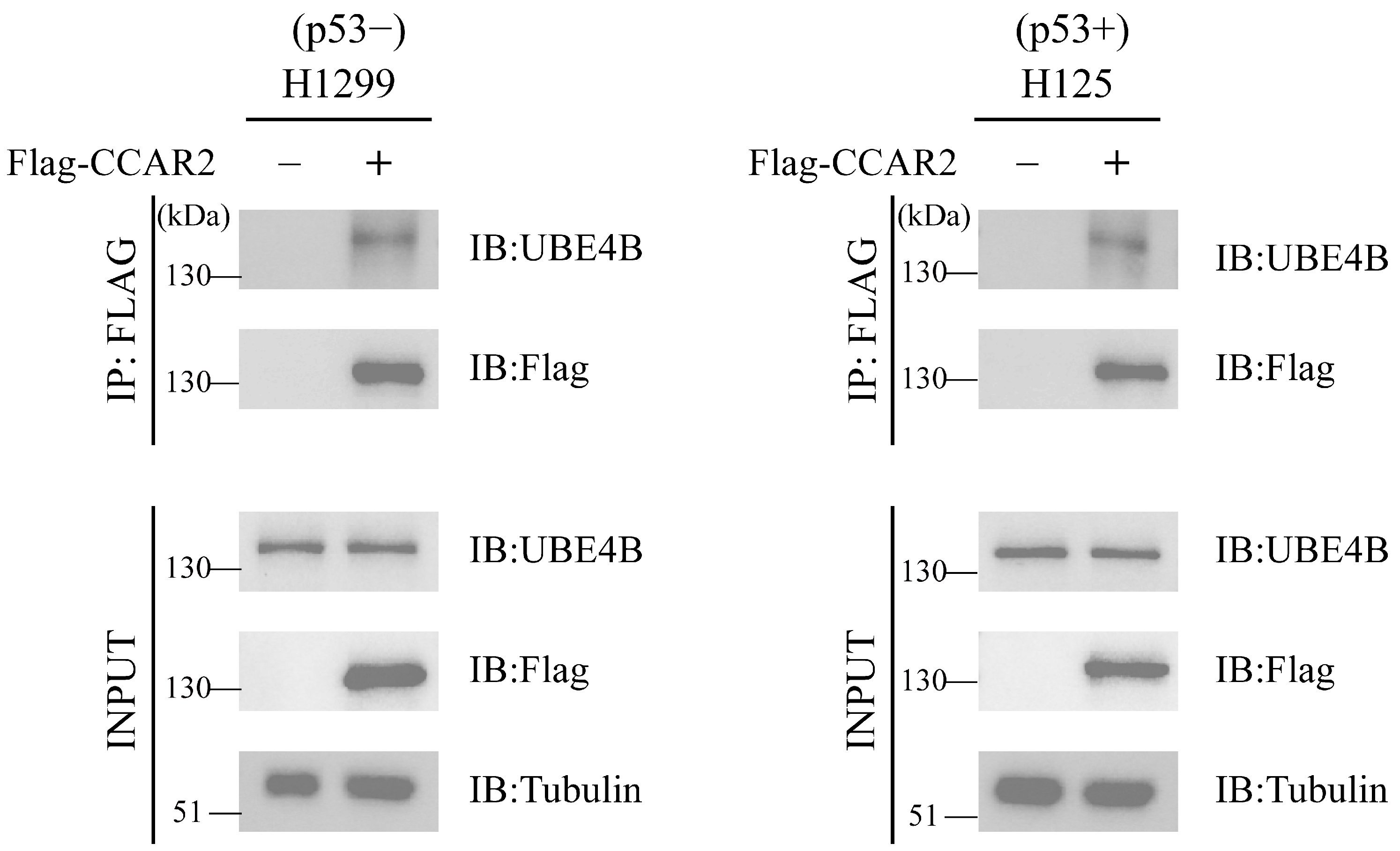 Dual Pathways of UBE4B Inhibit Apoptosis in p53-Positive Tumor Cells ...