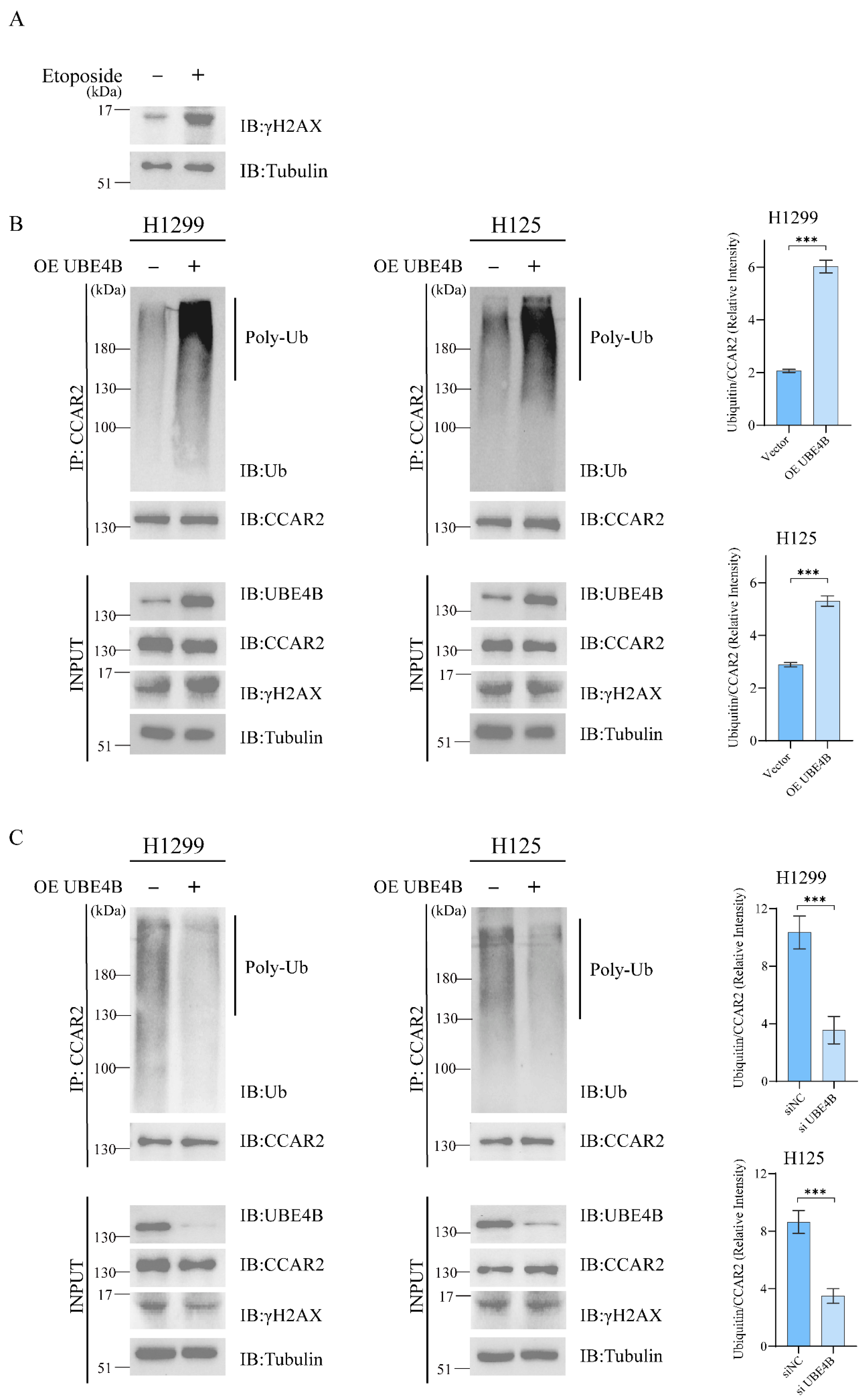 Dual Pathways of UBE4B Inhibit Apoptosis in p53-Positive Tumor Cells ...