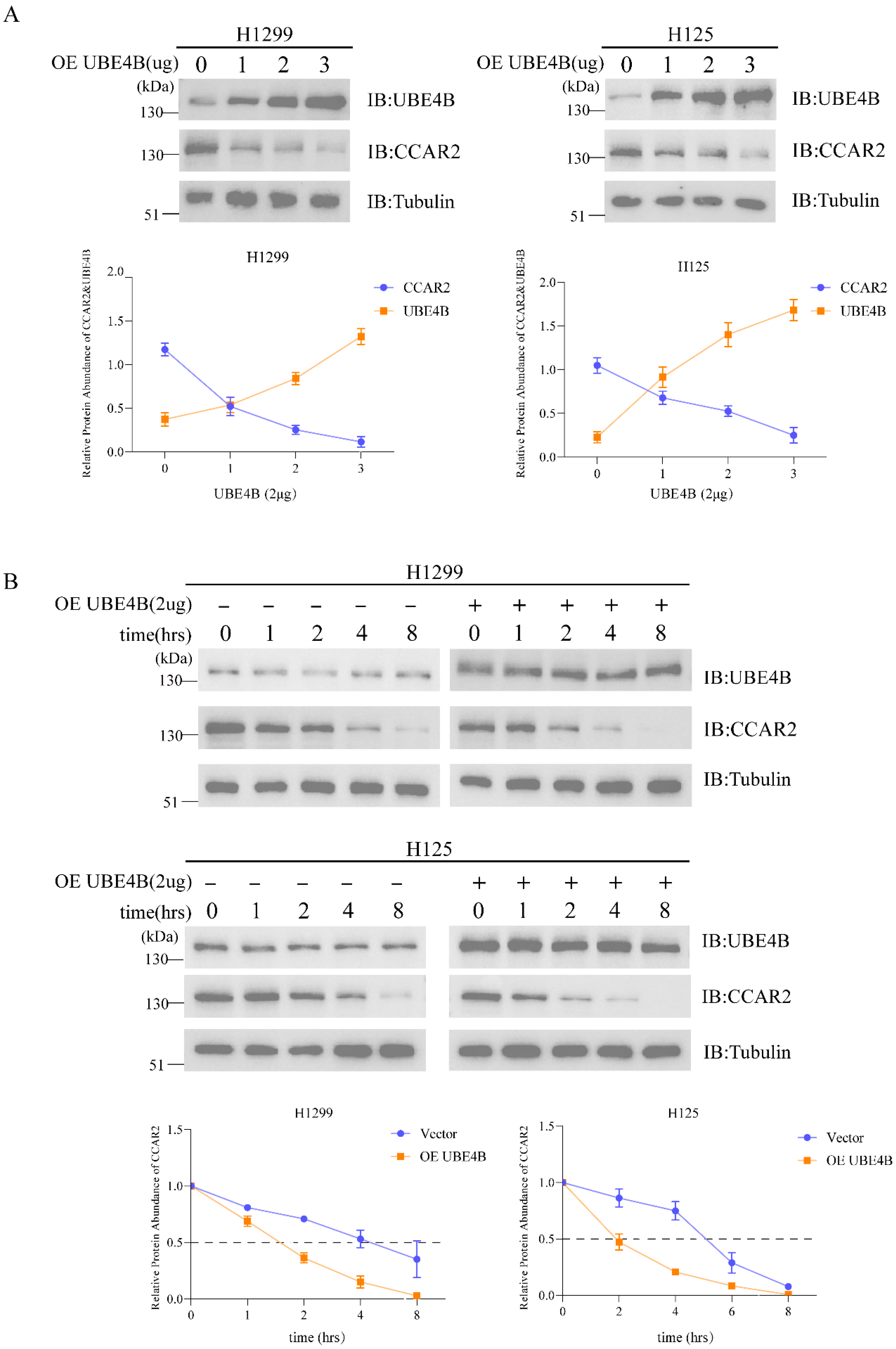 Dual Pathways of UBE4B Inhibit Apoptosis in p53-Positive Tumor Cells ...