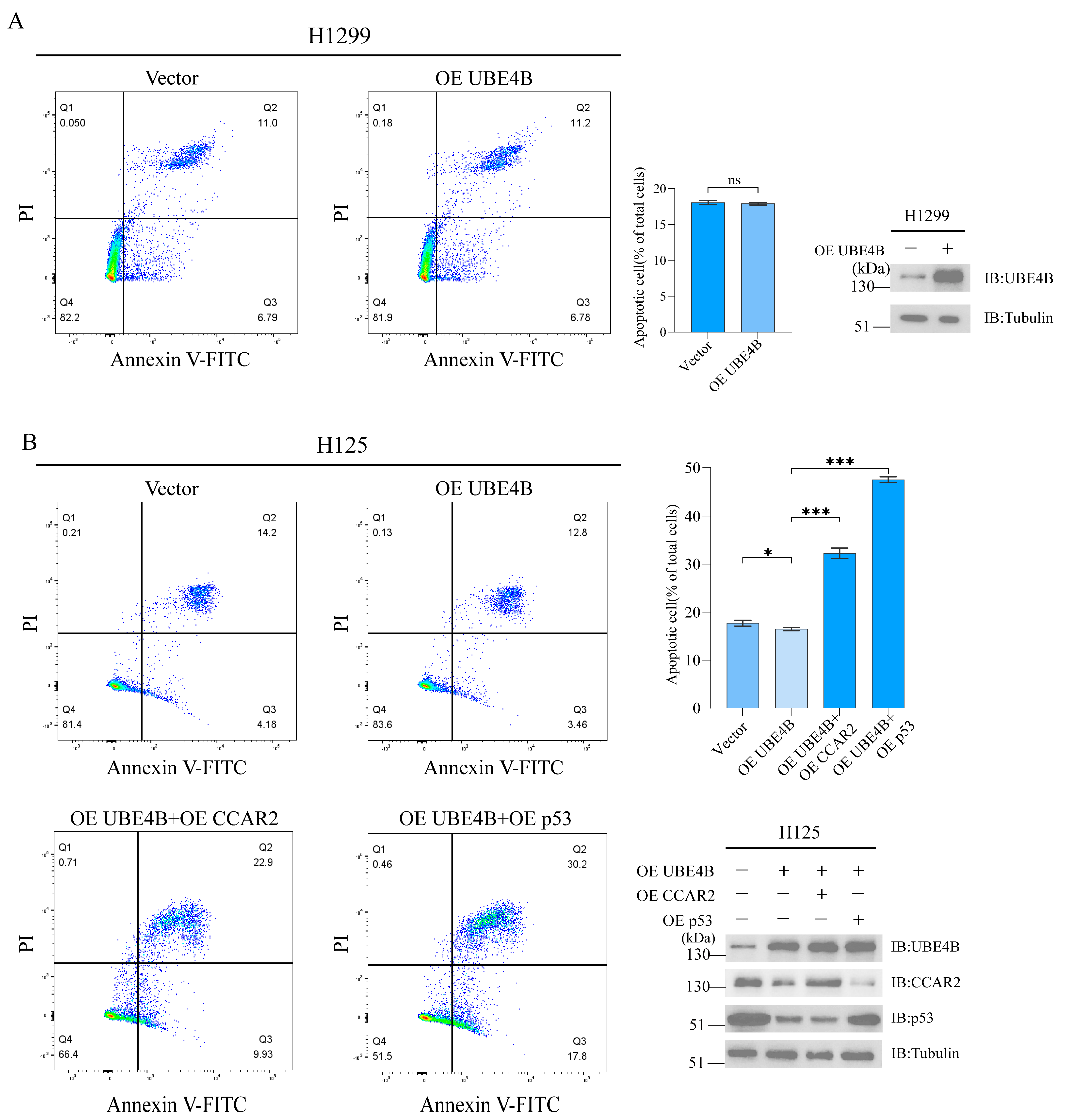 Dual Pathways of UBE4B Inhibit Apoptosis in p53-Positive Tumor Cells ...
