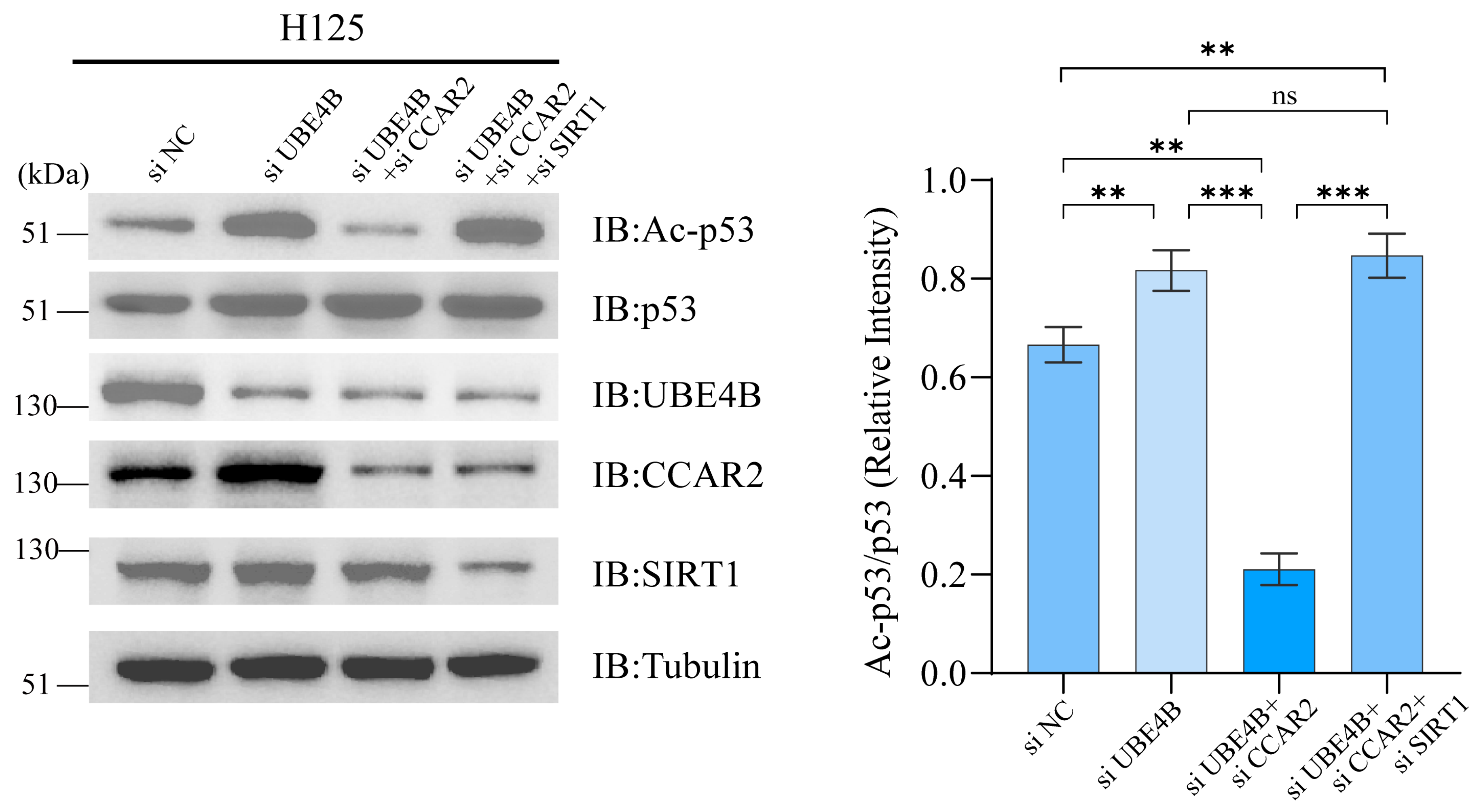 Dual Pathways of UBE4B Inhibit Apoptosis in p53-Positive Tumor Cells ...