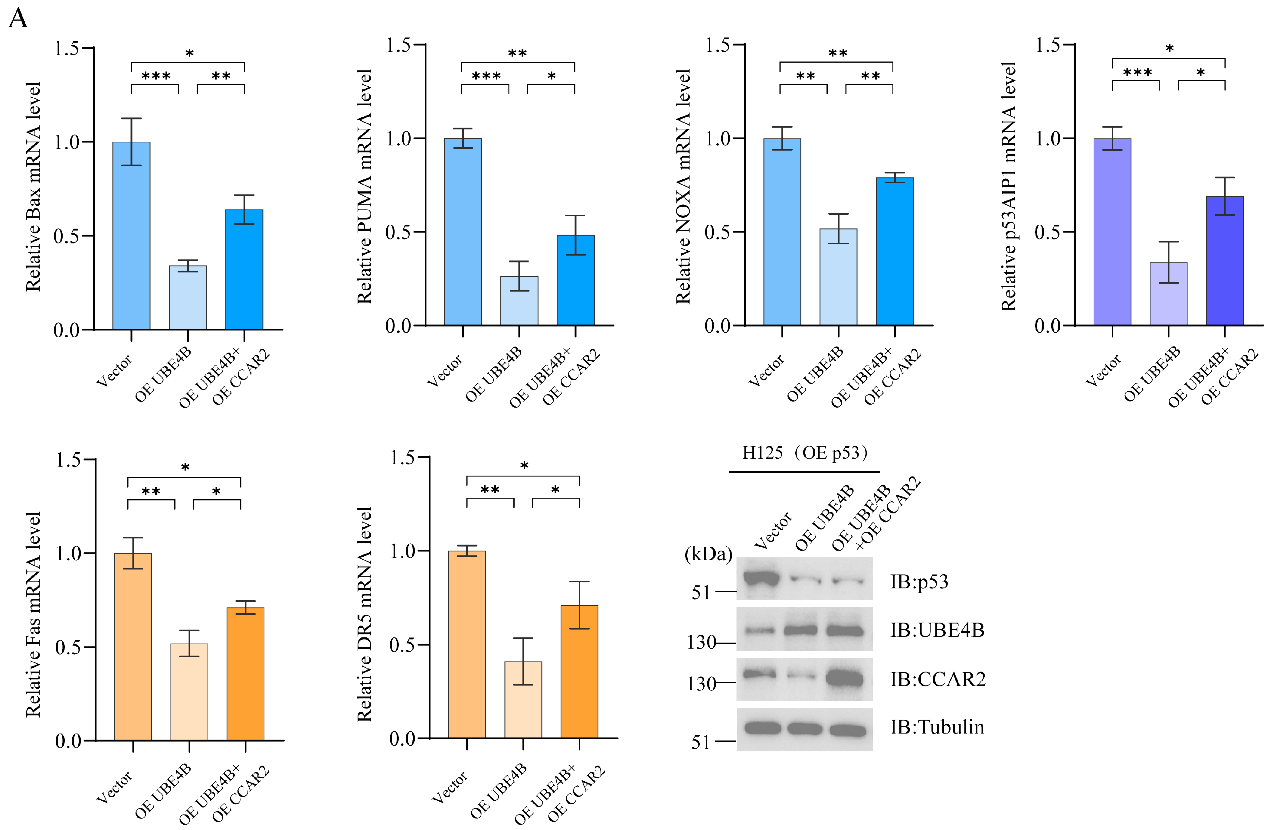 Dual Pathways of UBE4B Inhibit Apoptosis in p53-Positive Tumor Cells ...