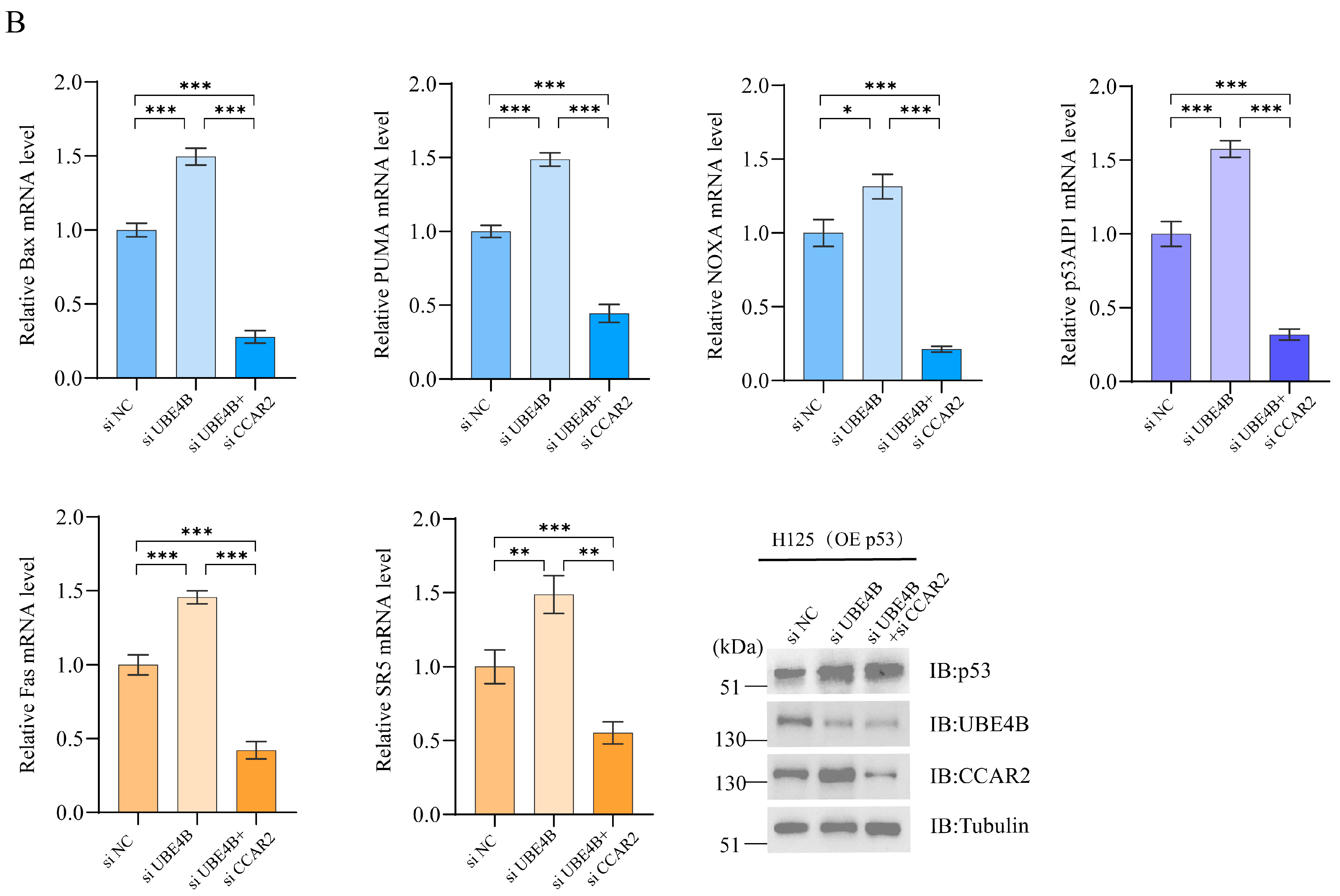 Dual Pathways of UBE4B Inhibit Apoptosis in p53-Positive Tumor Cells ...