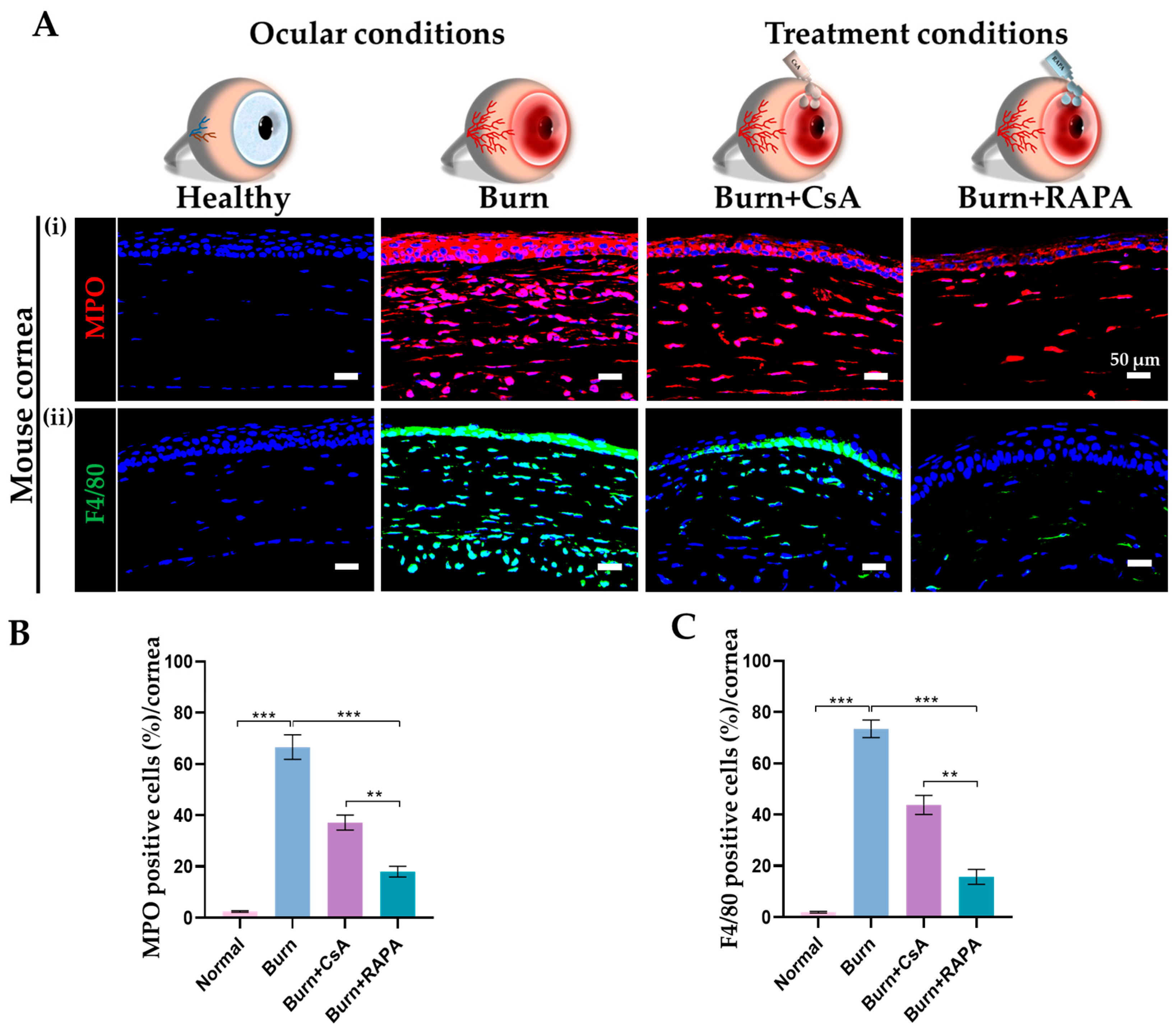 Therapeutic Efficacy of Rapamycin in an Experimental Mouse Model of ...