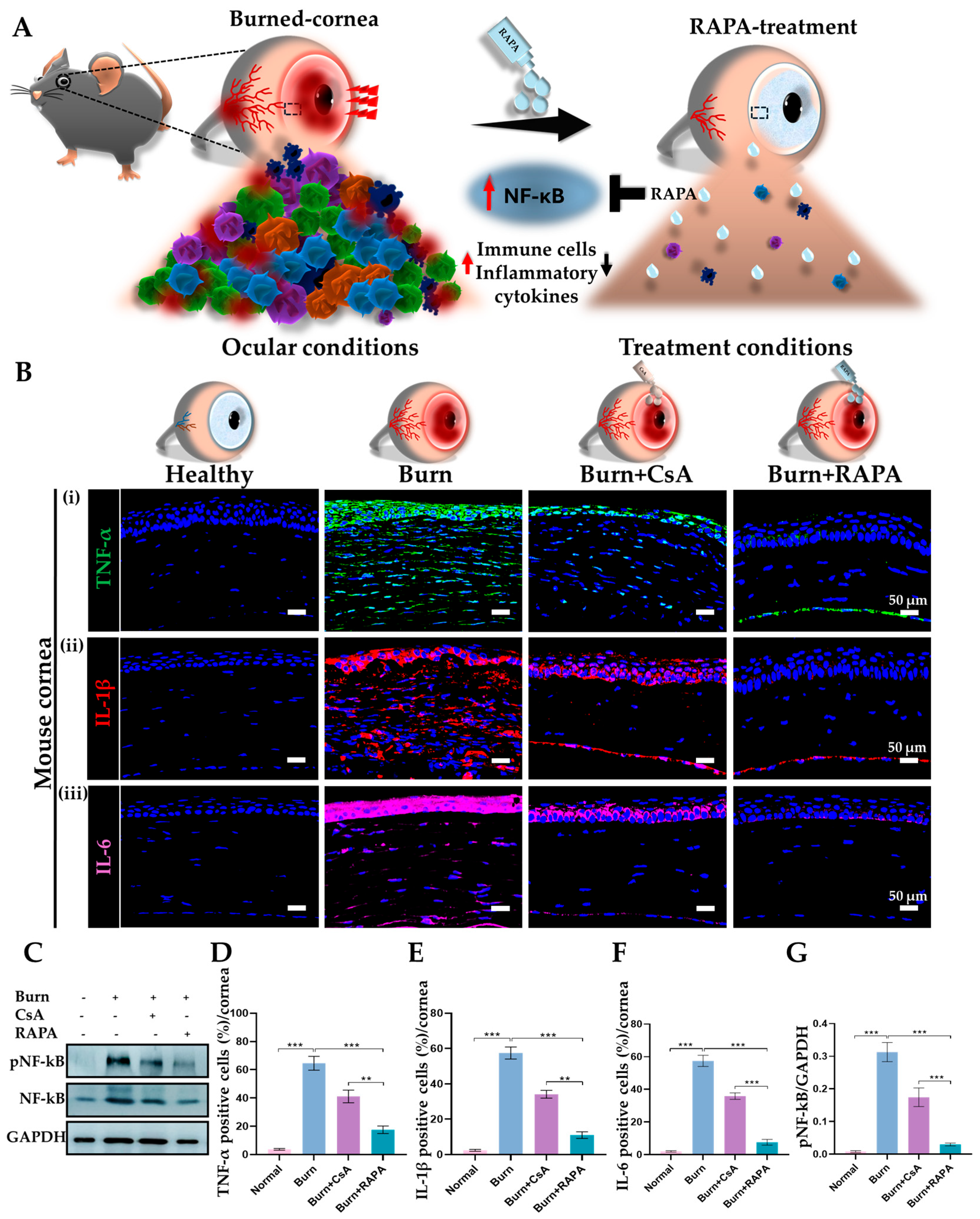 Therapeutic Efficacy of Rapamycin in an Experimental Mouse Model of ...