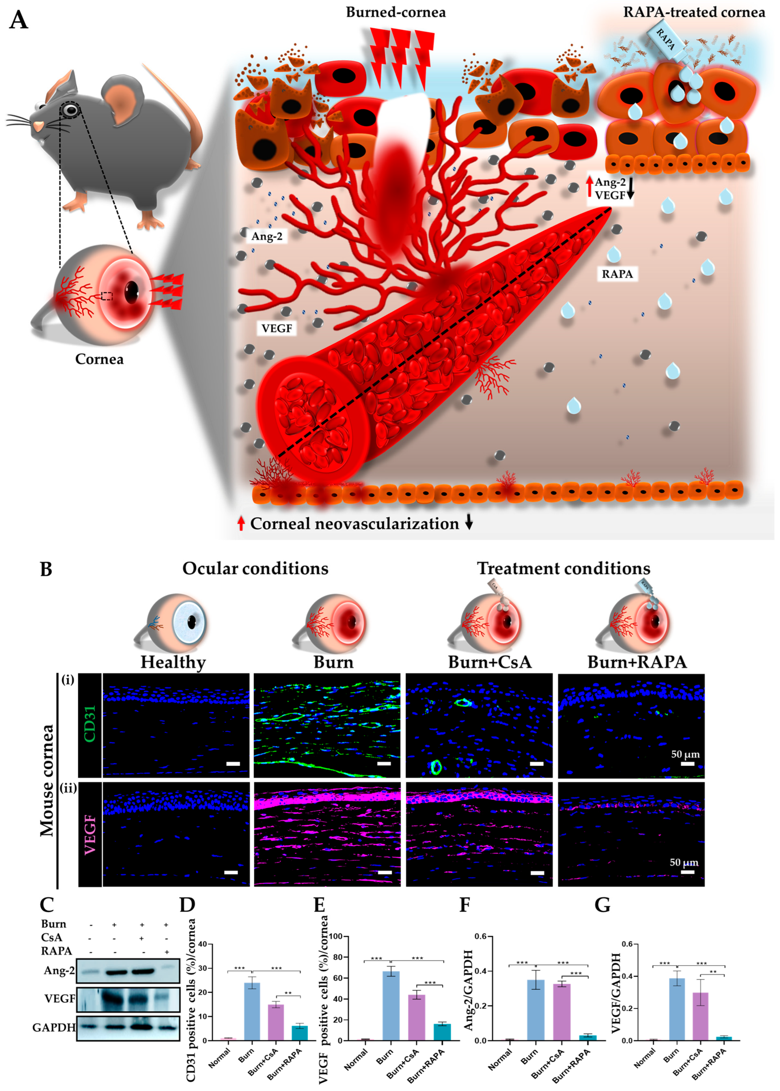 Therapeutic Efficacy of Rapamycin in an Experimental Mouse Model of ...