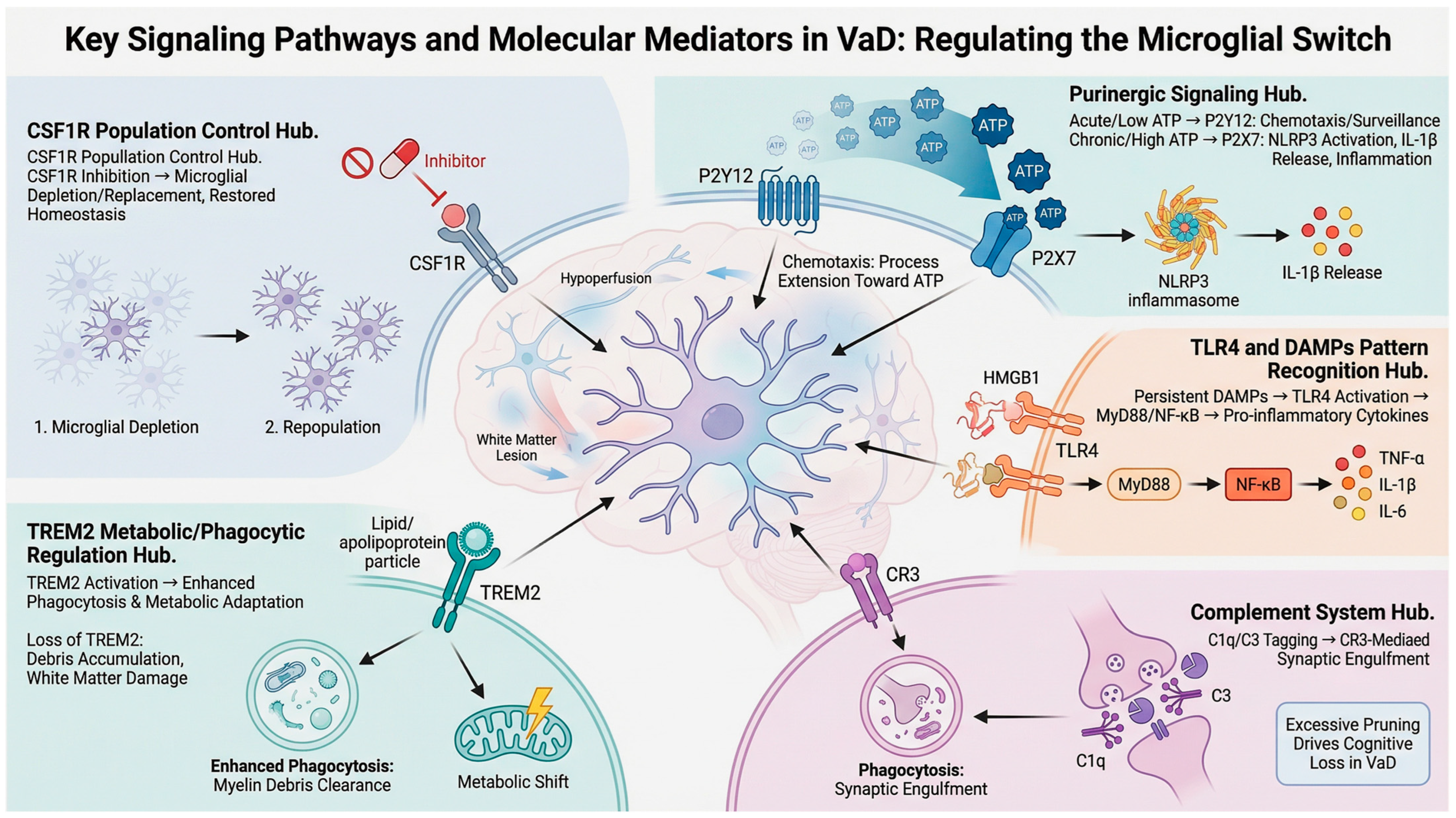 Microglial Plasticity in Vascular Dementia: Mechanisms and Therapeutic ...