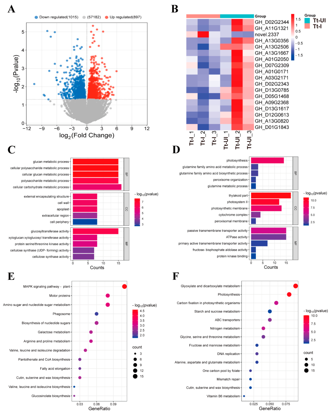 Transcriptomic Analysis Reveals Molecular Mechanisms of Wolbachia–Plant ...