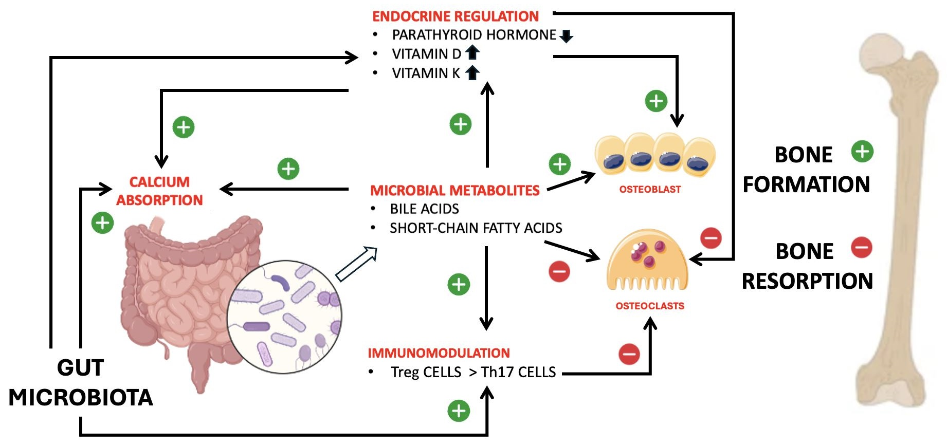 Impact of Gut Microbiota on Bone Metabolism—Present Concepts and ...