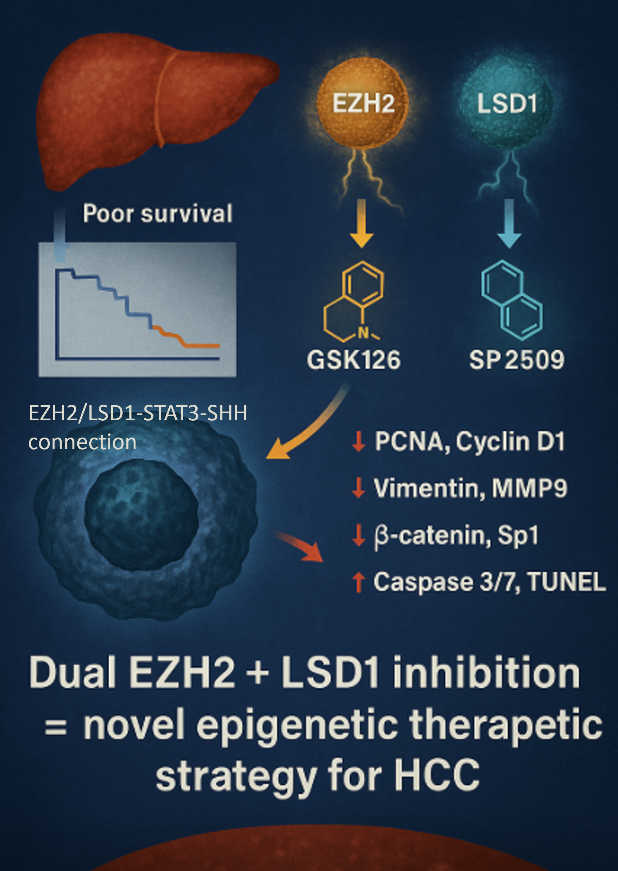 Dual Targeting of EZH2 and LSD1 Suppresses Hepatocellular Carcinoma via ...
