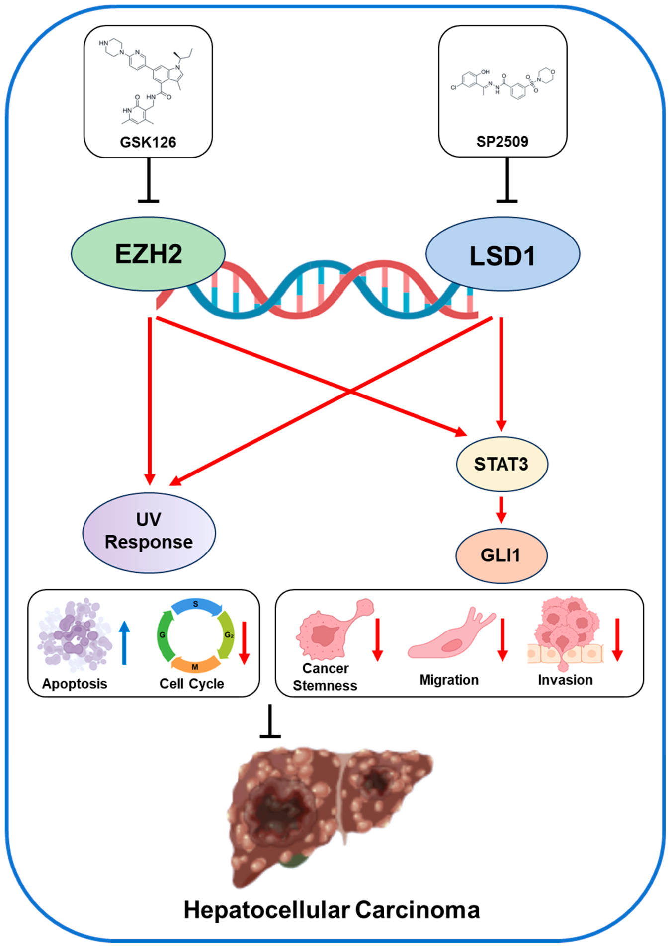 Dual Targeting of EZH2 and LSD1 Suppresses Hepatocellular Carcinoma via ...