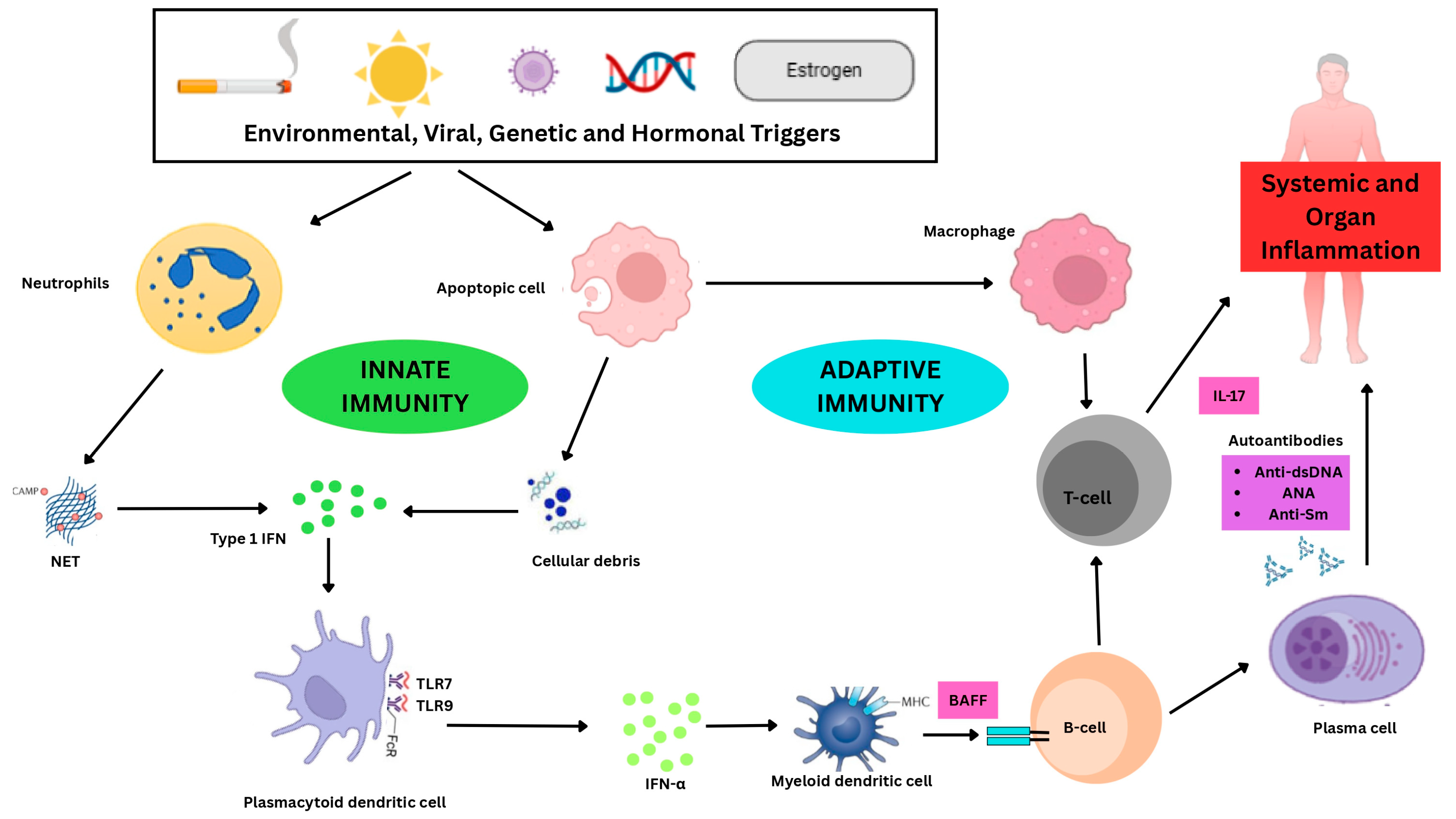 Genetic Polymorphisms in Systemic Lupus Erythematosus and Their ...