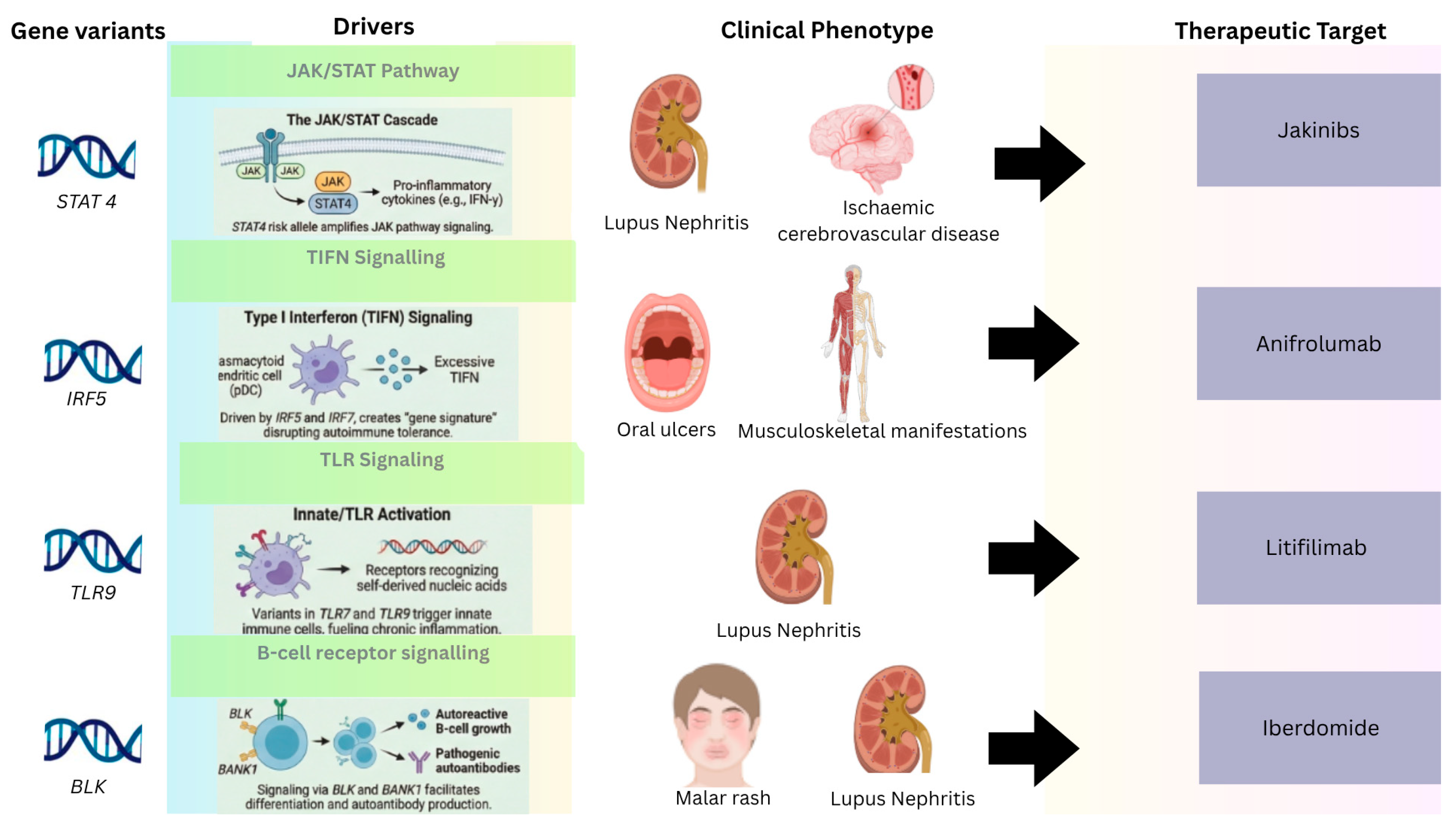 Genetic Polymorphisms in Systemic Lupus Erythematosus and Their ...