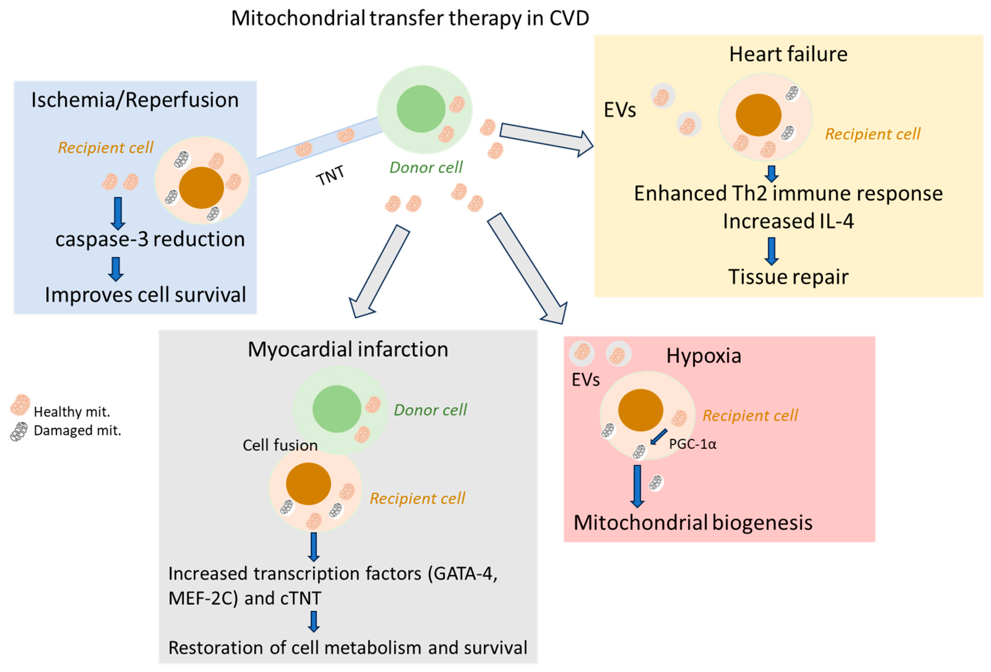 Therapeutic Impact of Mitochondrial Transplants for Cardiovascular Diseases