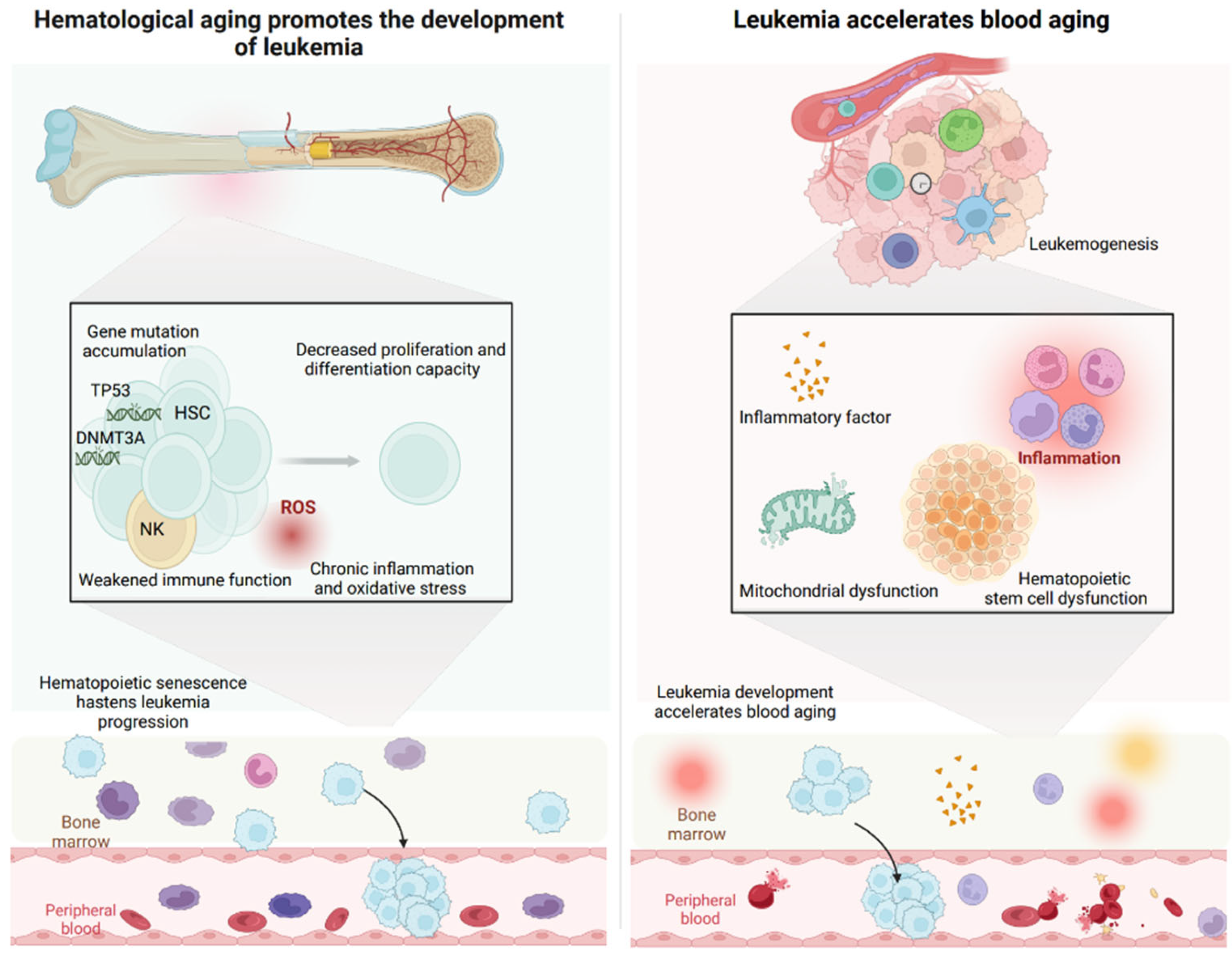 Hematopoietic Aging and Leukemia: Mechanistic and Therapeutic Insights