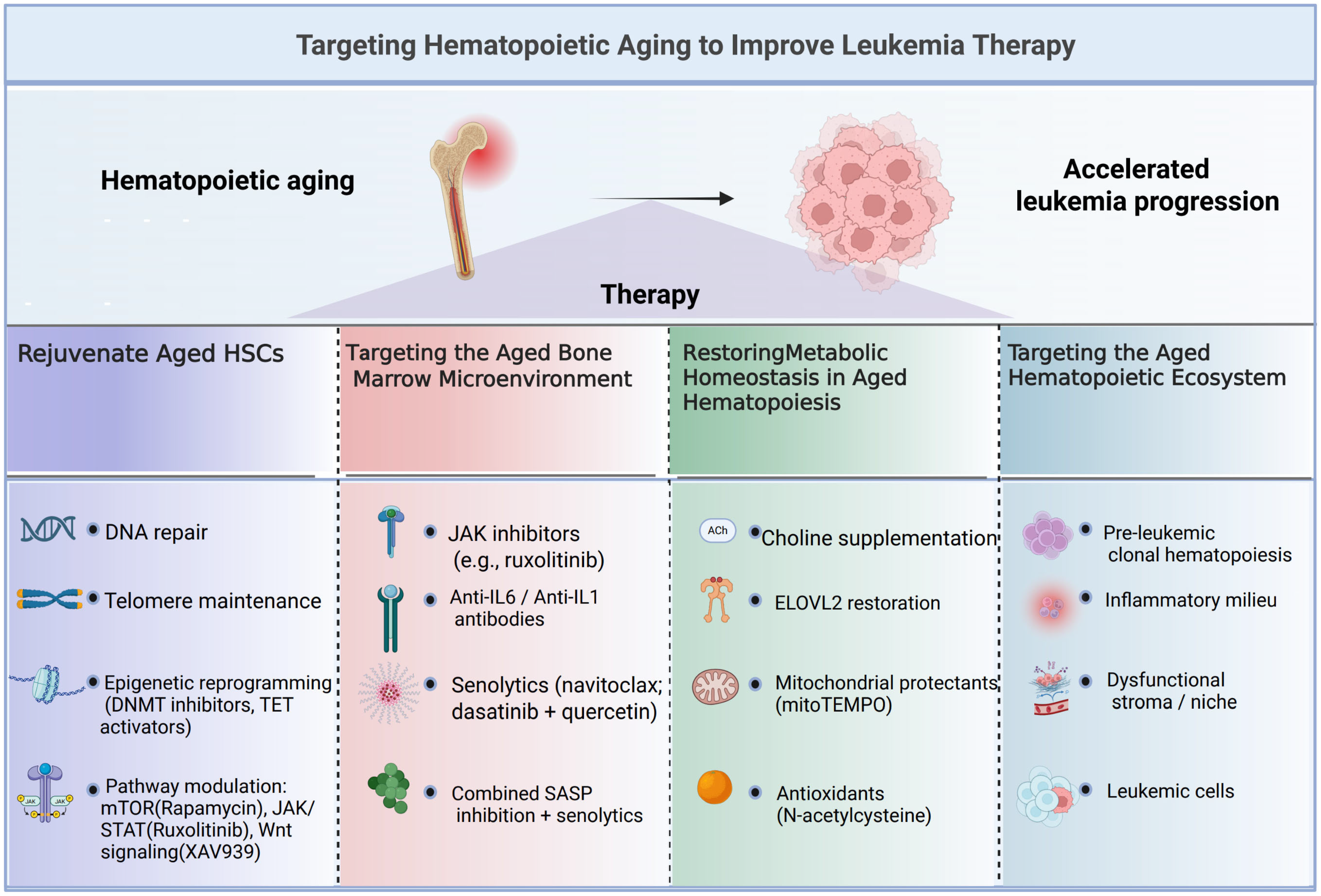 Hematopoietic Aging and Leukemia: Mechanistic and Therapeutic Insights