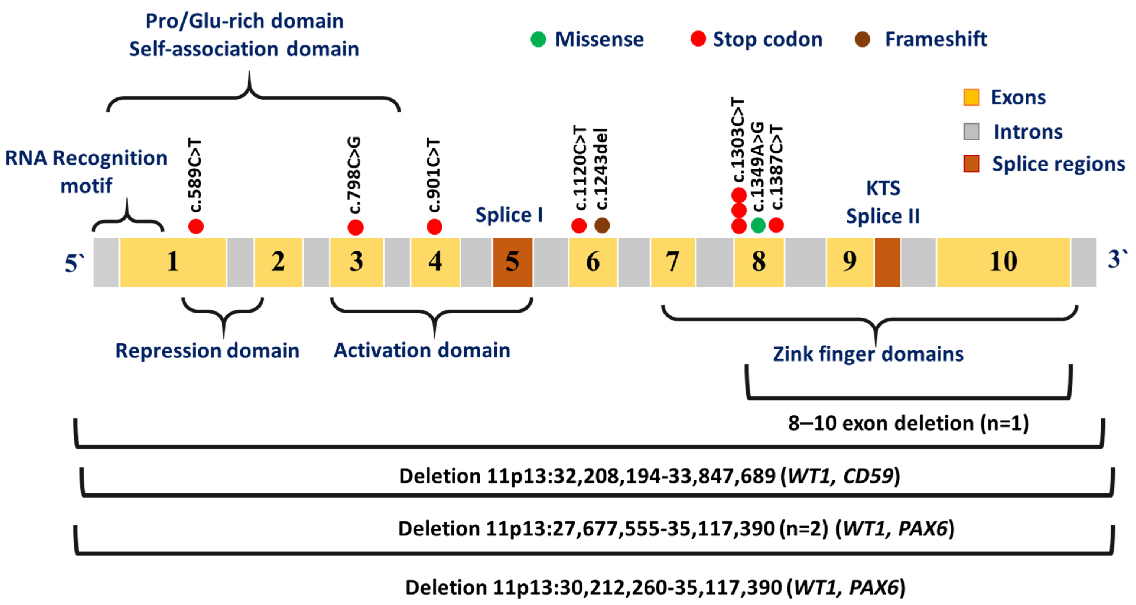 Genetic and Epigenetic Drivers of Wilms Tumor Predisposition in Russian ...