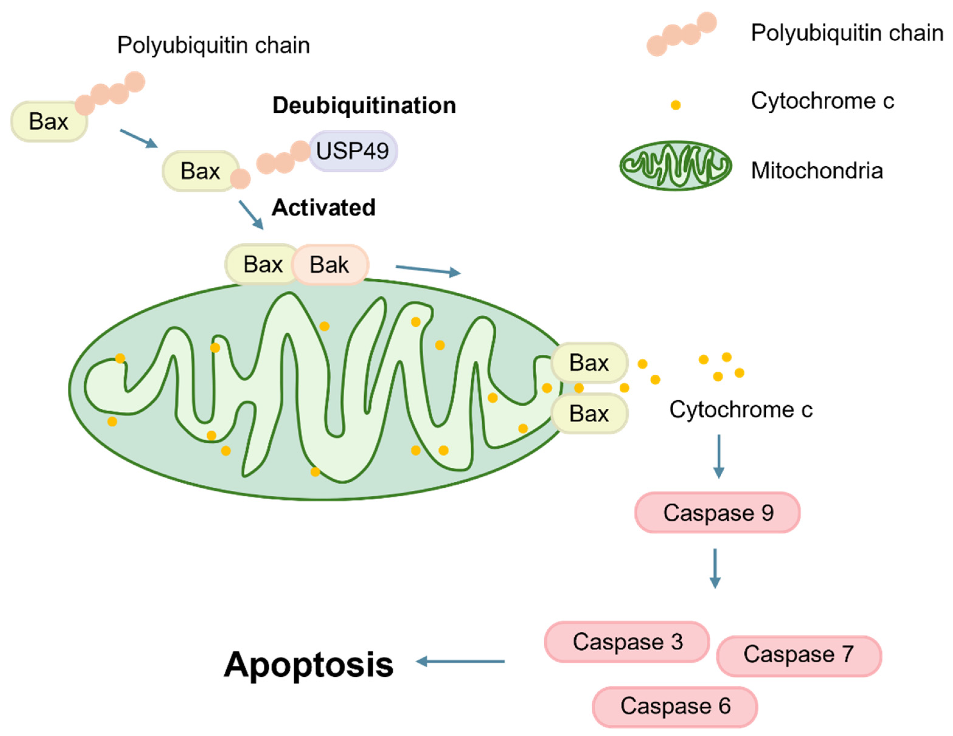 Ubiquitin-Specific Protease 49 Interacts with Bax to Modulate Apoptosis