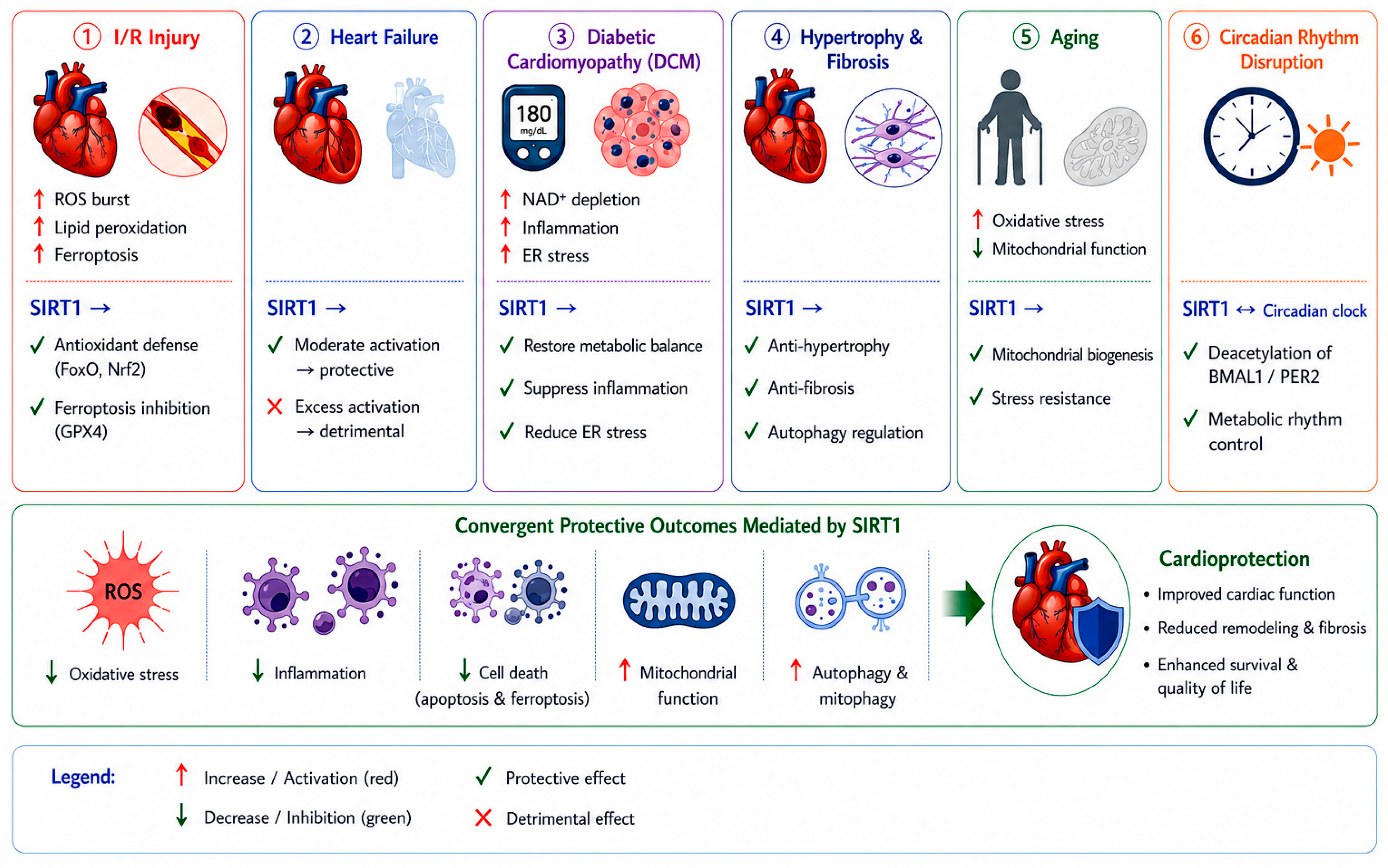 SIRT1 in Cardiac Diseases: Molecular Mechanisms, Therapeutic Potential ...