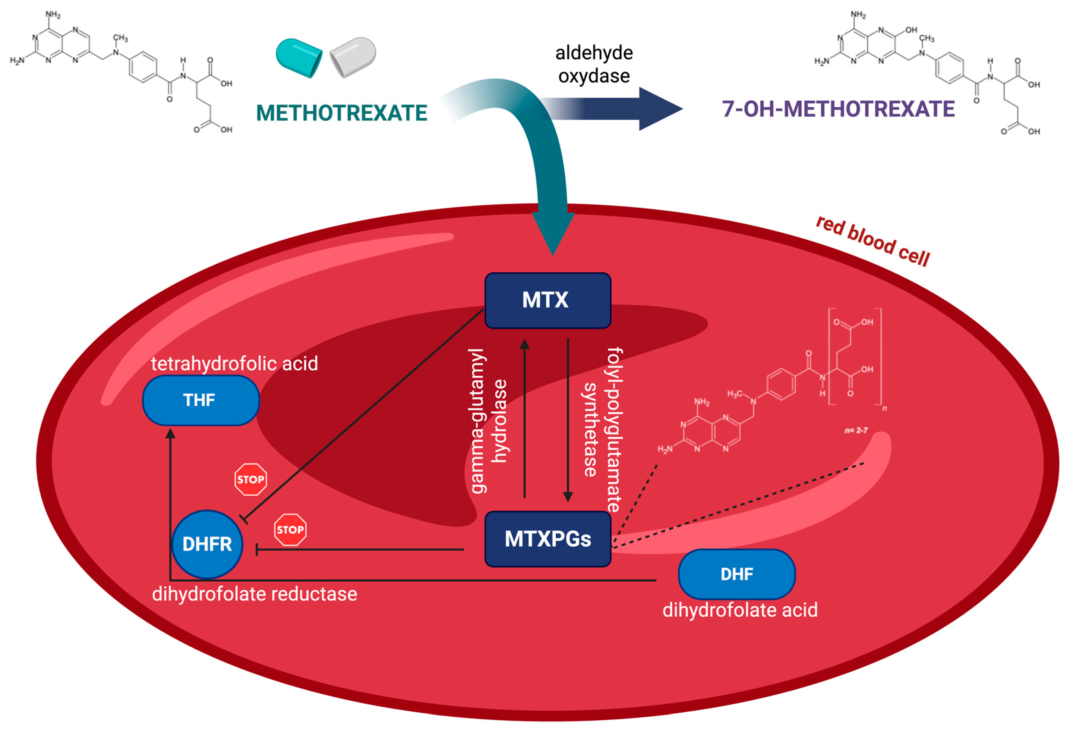 Multi-Matrix LC–MS/MS Validation of Methotrexate Polyglutamates ...