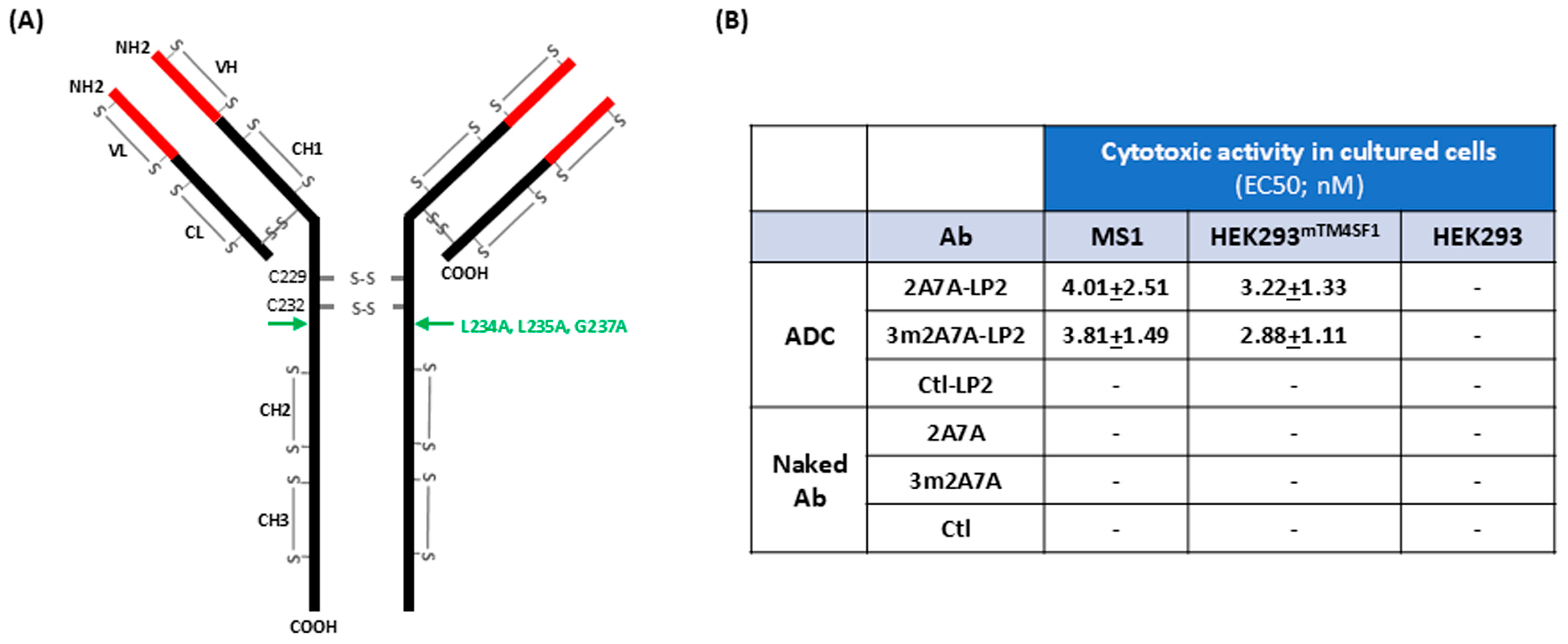 Angiex TM4SF1-Directed Antibody–Drug Conjugates Selectively Destroy Newly ...