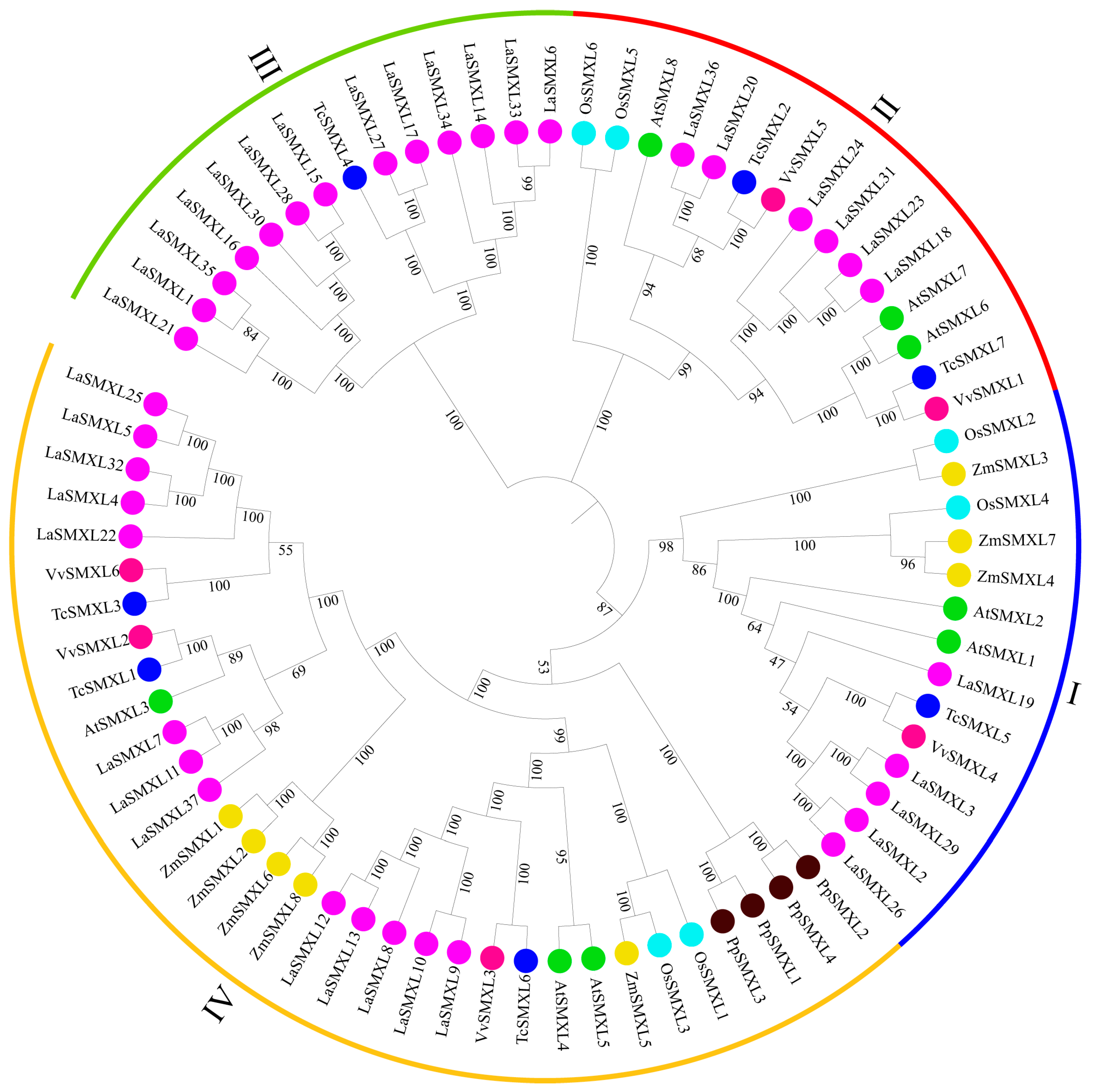 genome-wide-identification-and-characterization-of-the-smxl-gene-family