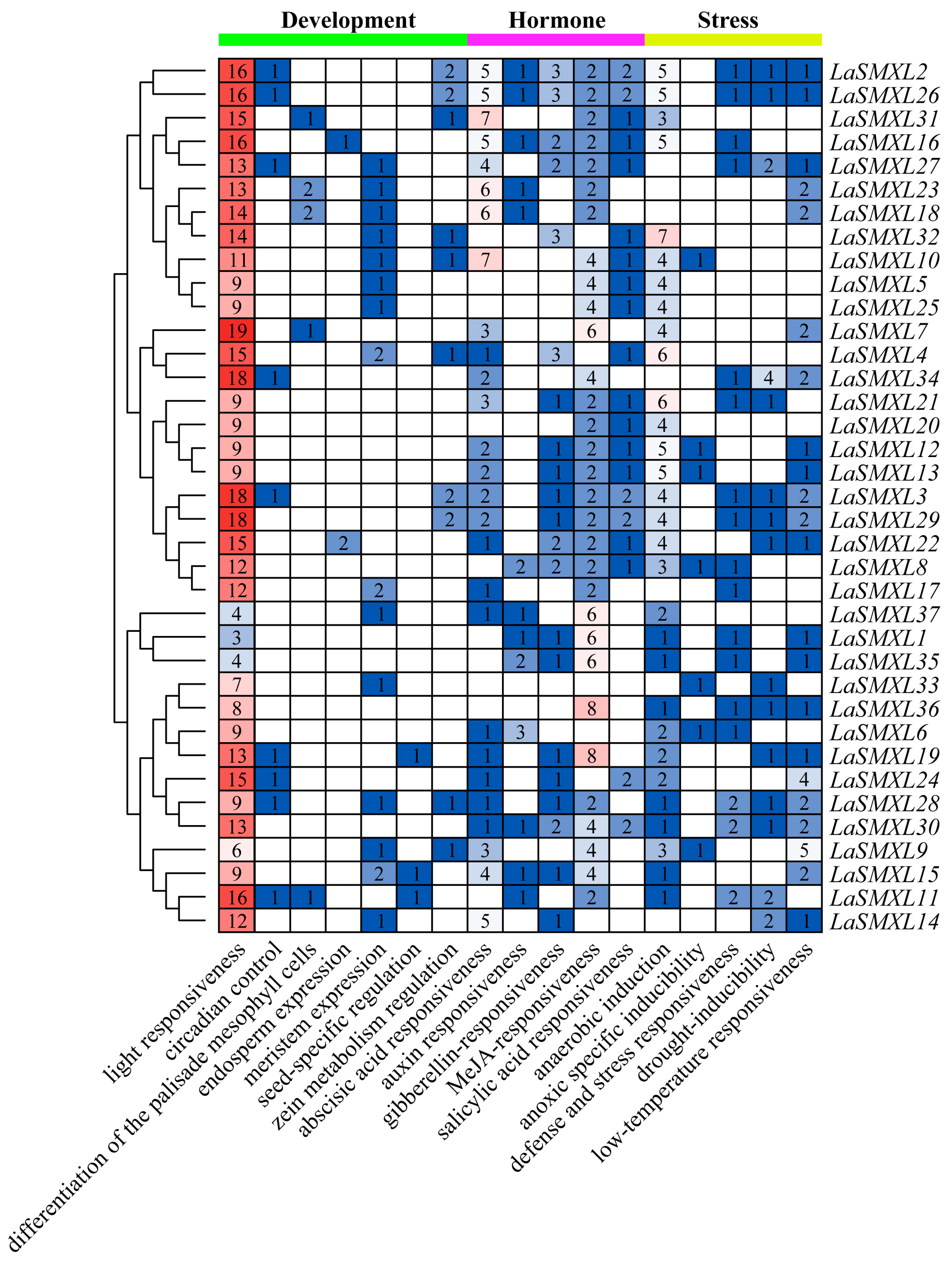 genome-wide-identification-and-characterization-of-the-smxl-gene-family