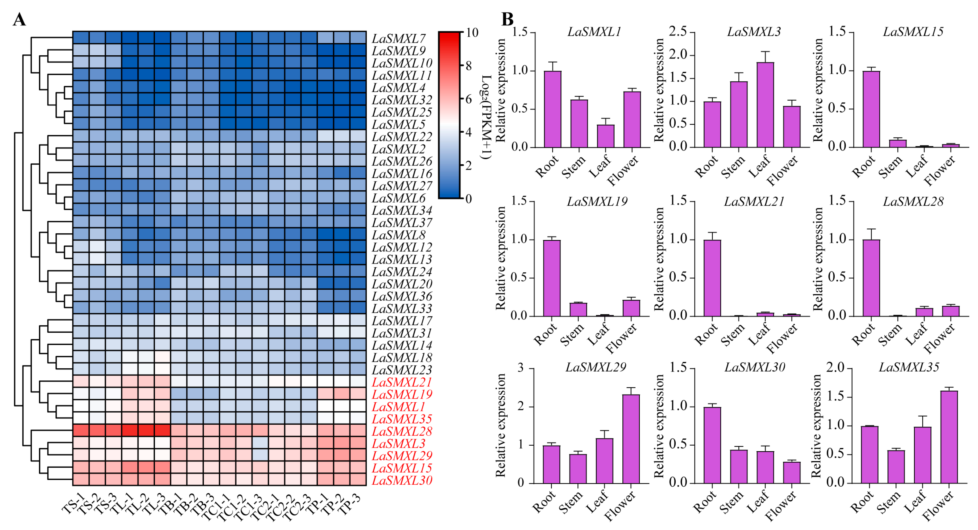 genome-wide-identification-and-characterization-of-the-smxl-gene-family