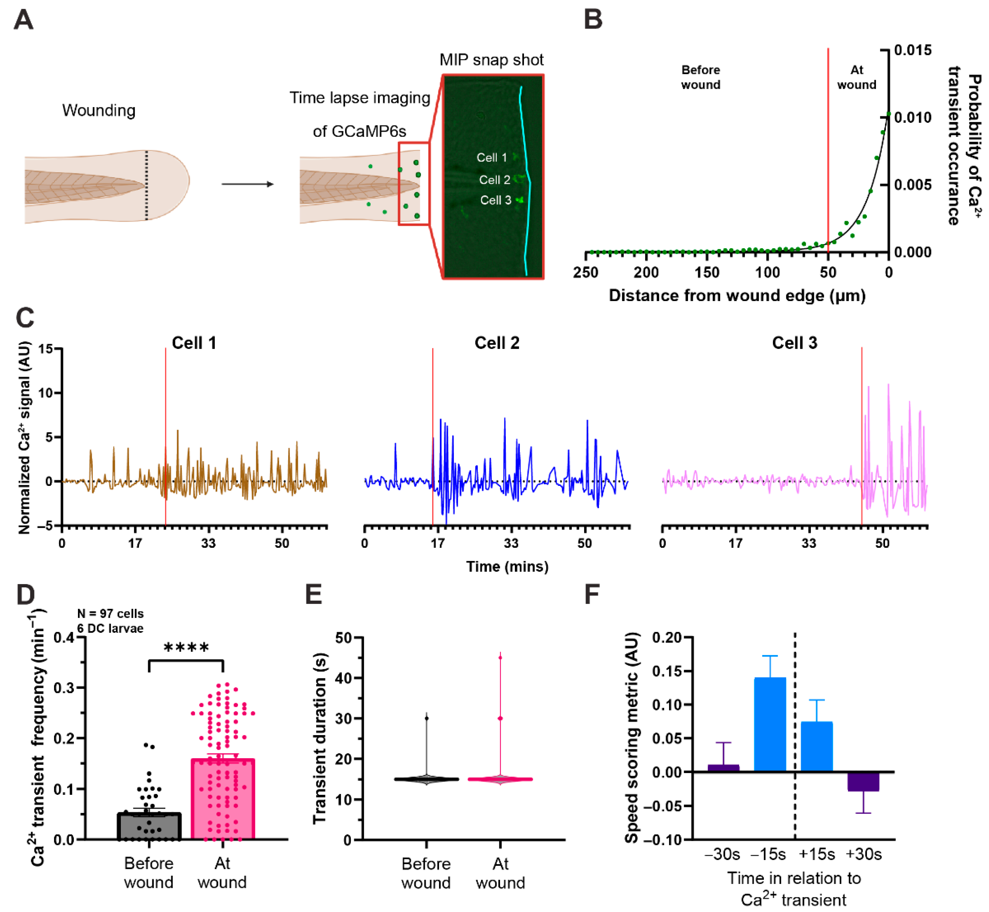 Calcium Signaling in Macrophages During a Wound Response In Vivo