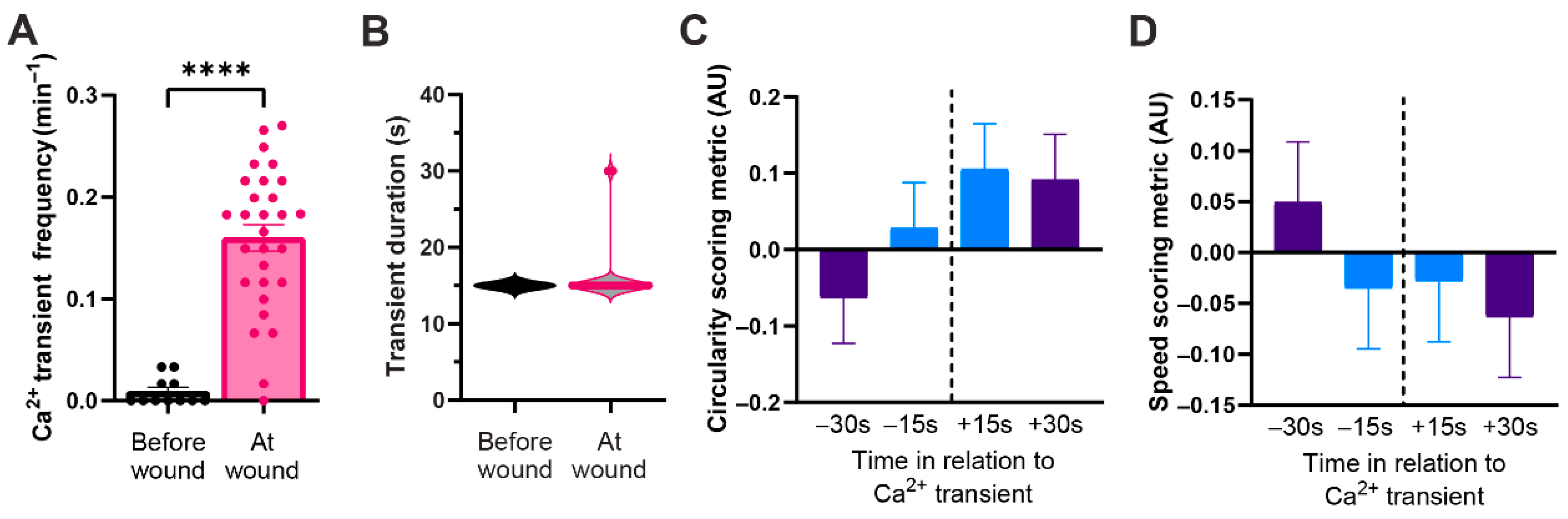 Calcium Signaling in Macrophages During a Wound Response In Vivo