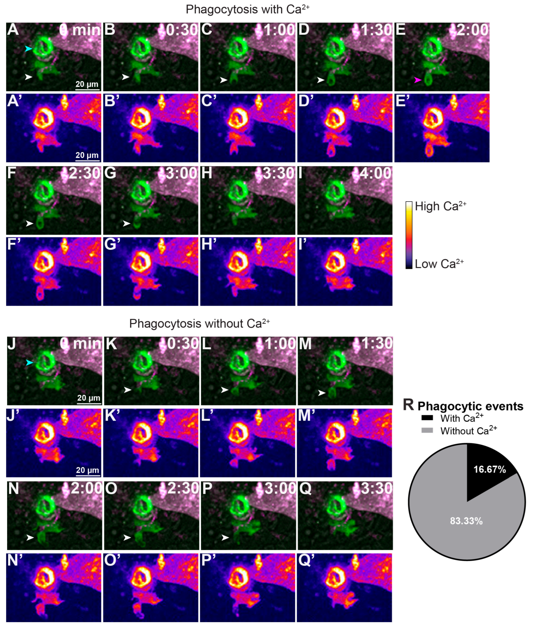 Calcium Signaling in Macrophages During a Wound Response In Vivo