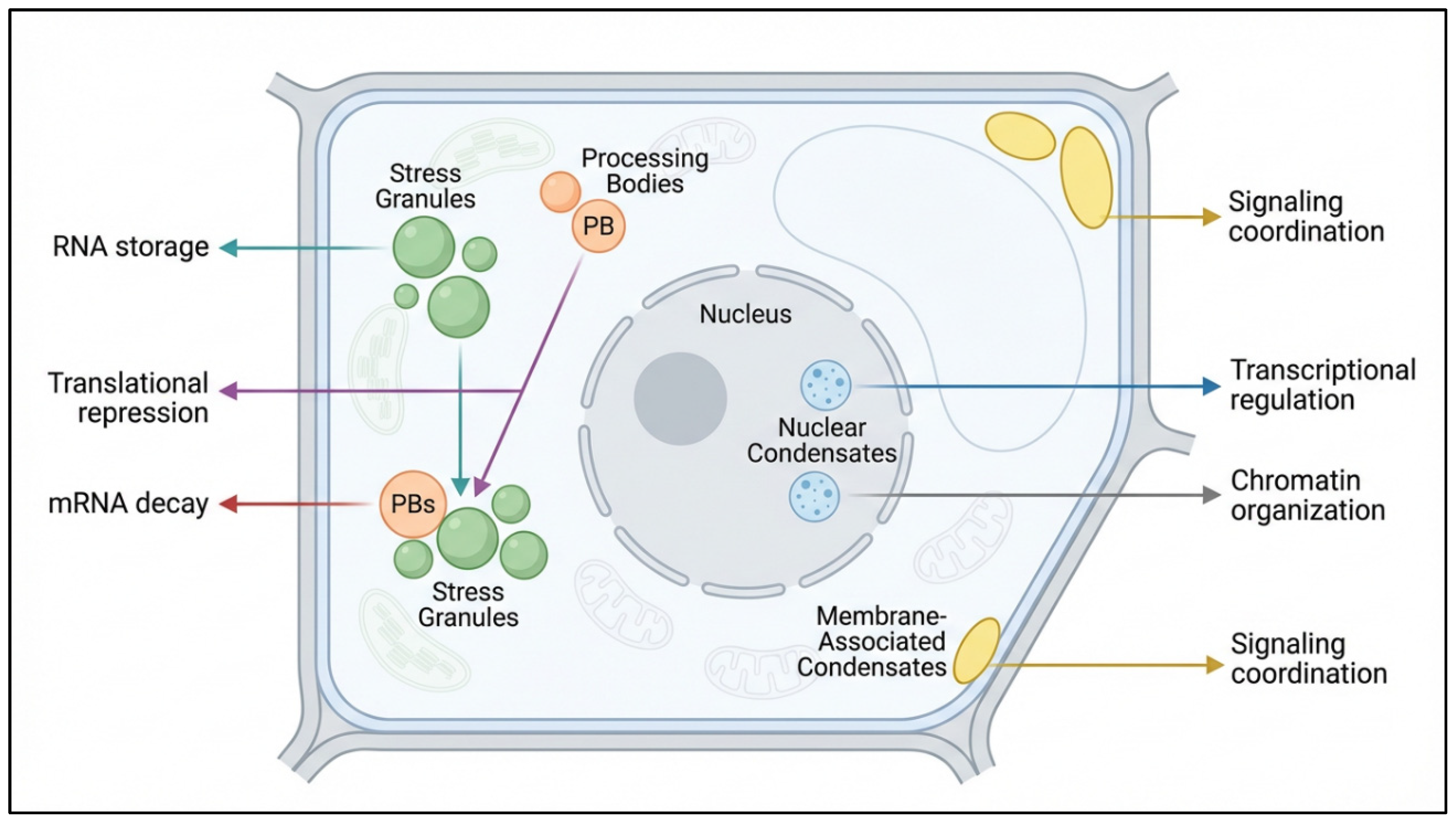 Biomolecular Condensates in Combined and Recurrent Plant Stresses ...