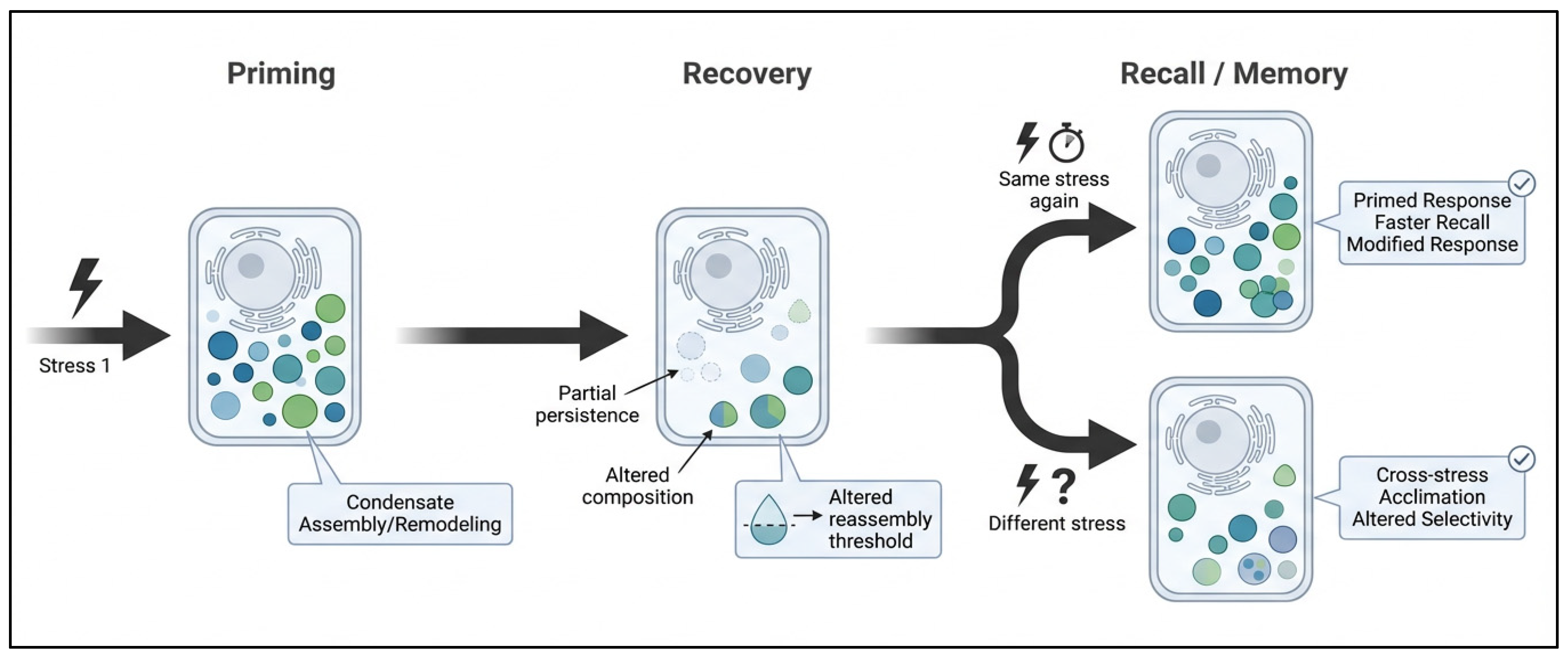 Biomolecular Condensates in Combined and Recurrent Plant Stresses ...