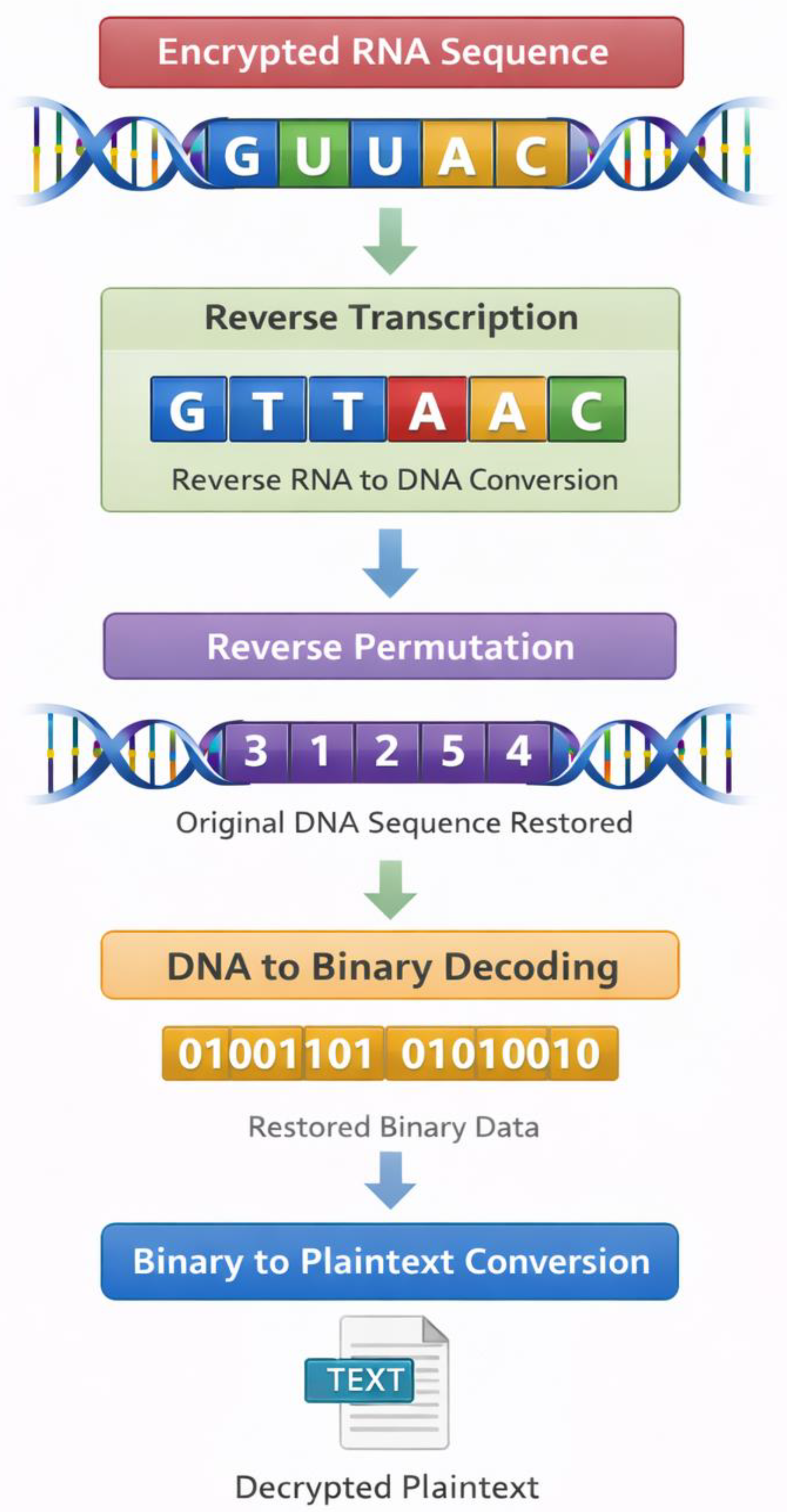 Integrating Molecular Biology and Cryptography: A DNA and RNA-Based ...