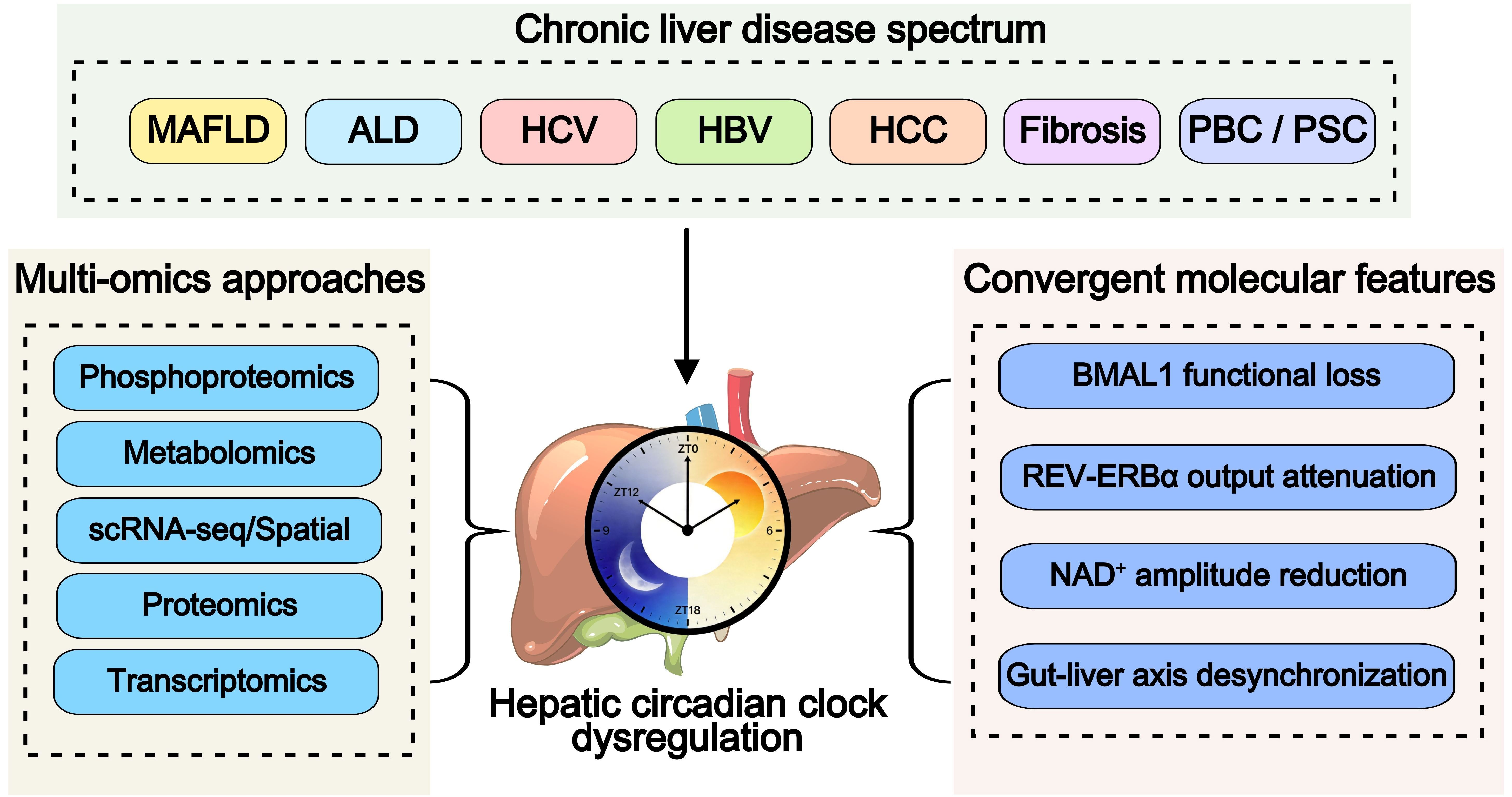 Multi-Omics Landscape of Circadian Clock Dysregulation Across the ...