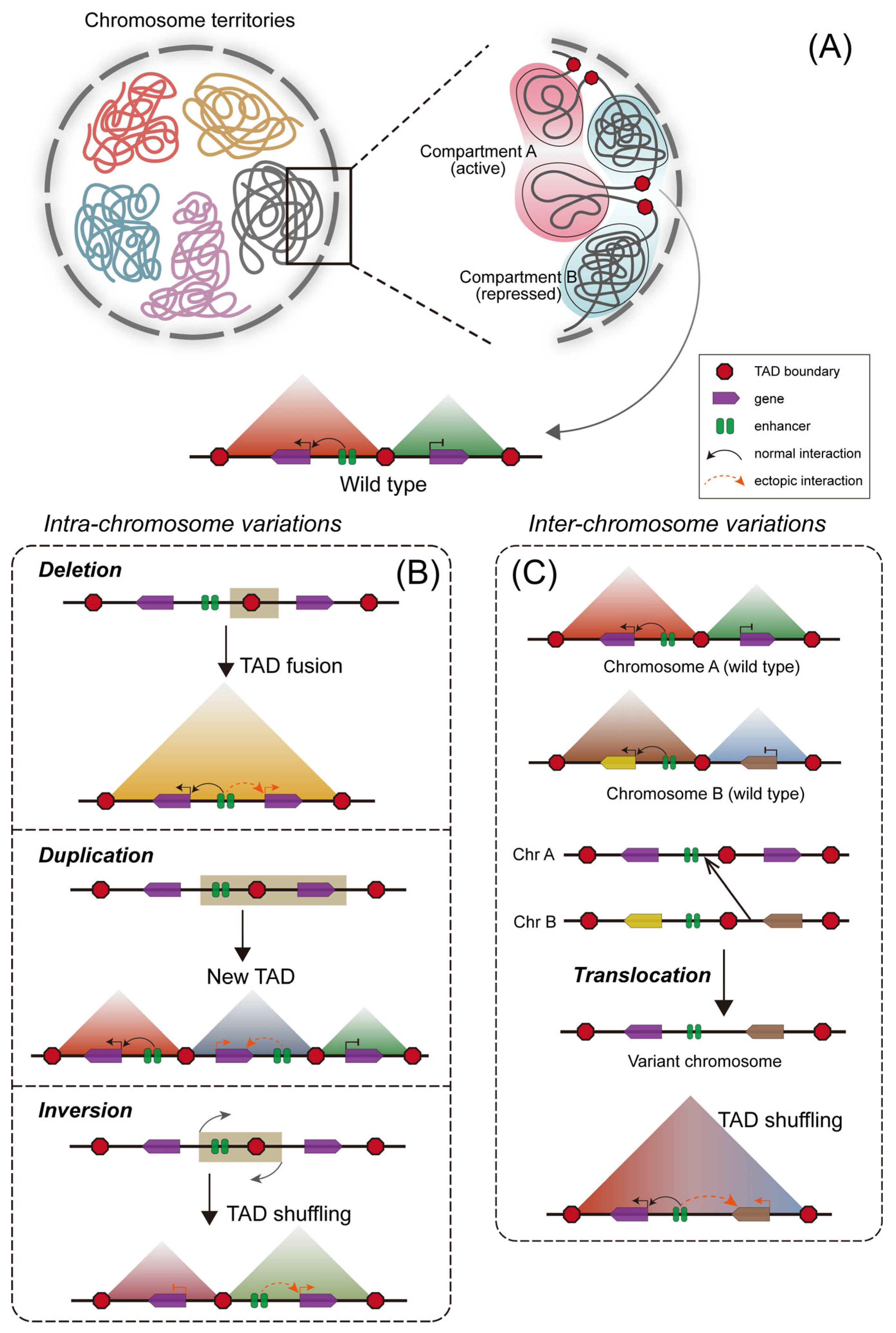 Structure Variations and 3D Genome Disruption: Implications in Safety ...