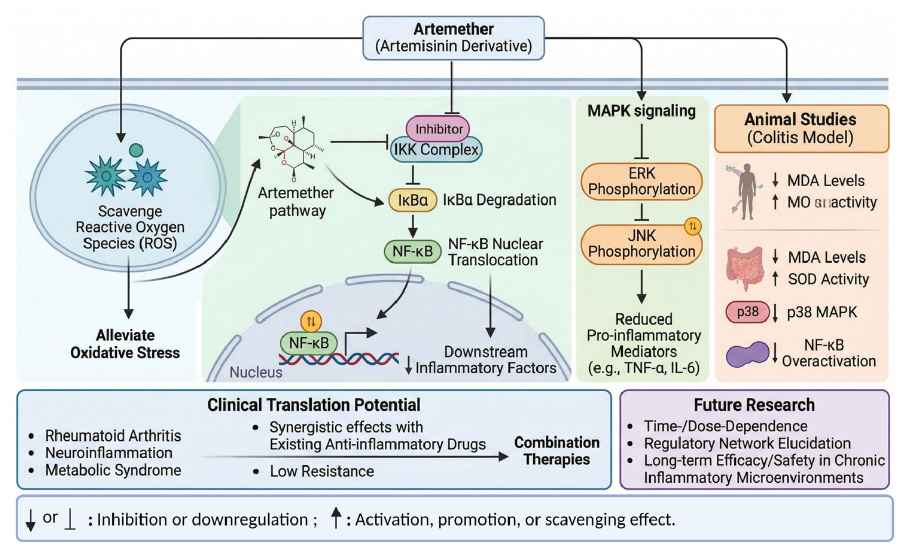 Research Progress on Anti-Inflammatory and Antioxidant Mechanism of ...