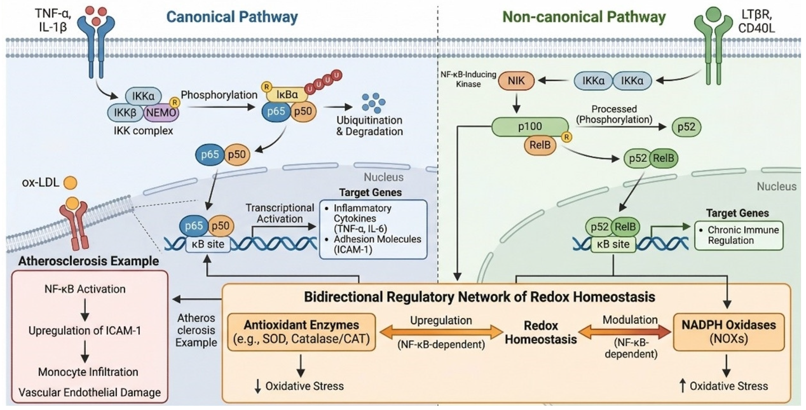 Research Progress on Anti-Inflammatory and Antioxidant Mechanism of ...