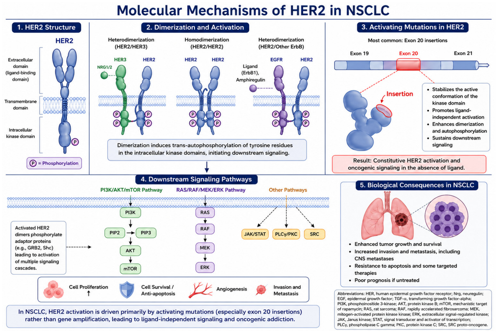 HER2 Therapies in Non-Small Cell Lung Cancer (NSCLC)
