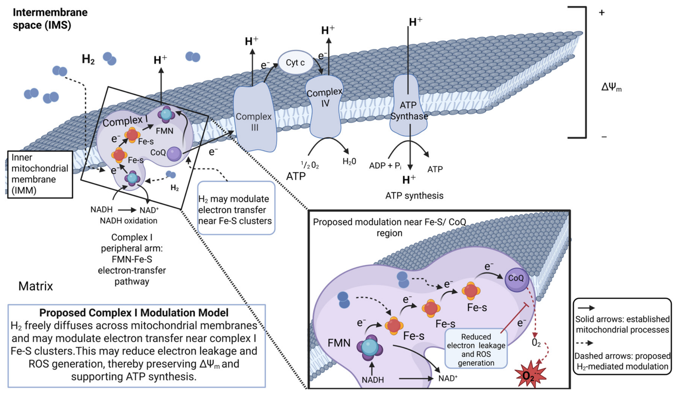 Molecular Hydrogen as a Regulator of Mitochondrial Quality Control and ...