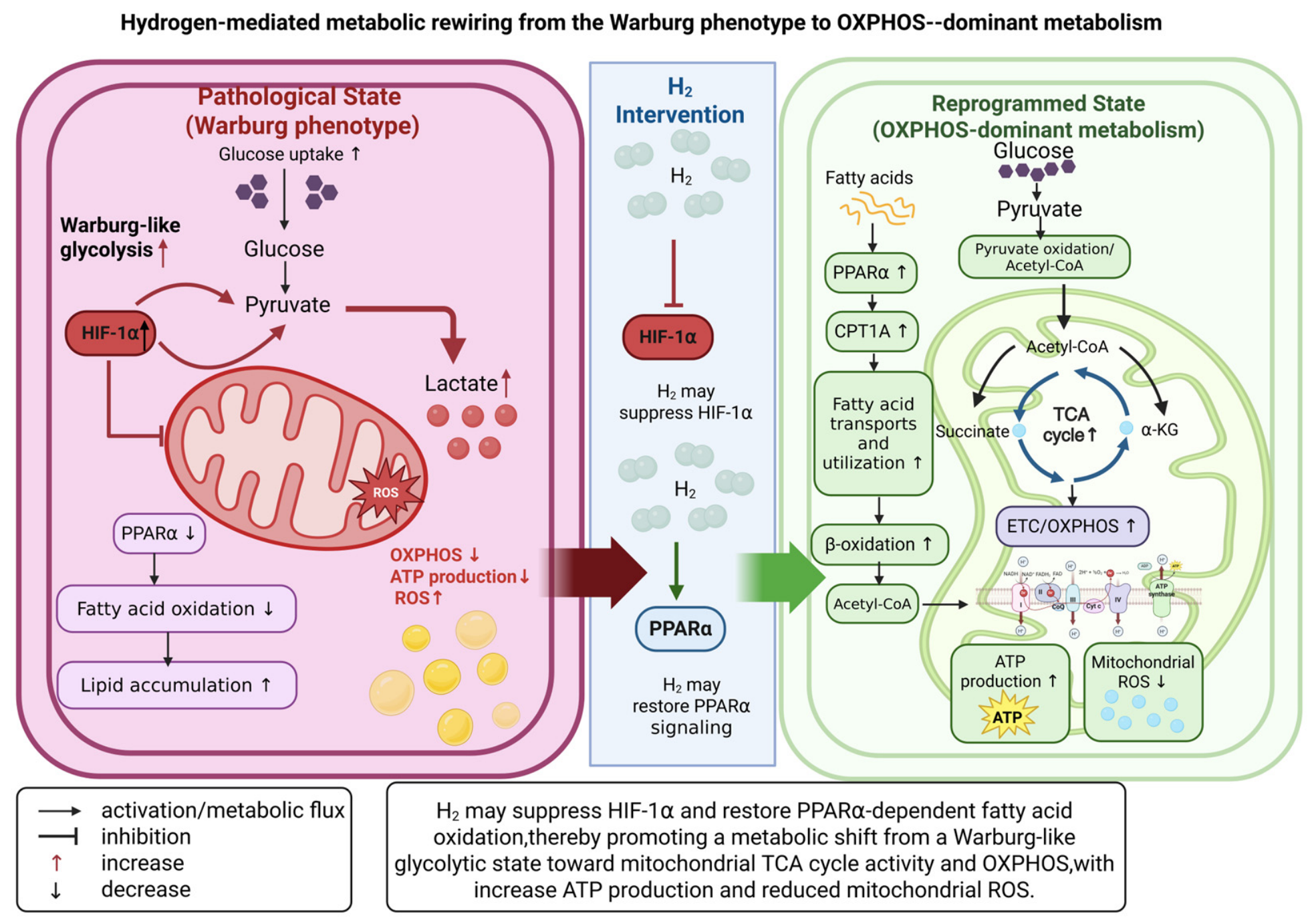 Molecular Hydrogen as a Regulator of Mitochondrial Quality Control and ...