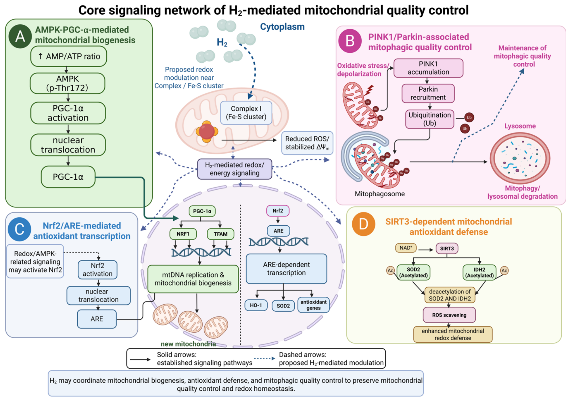 Molecular Hydrogen as a Regulator of Mitochondrial Quality Control and ...