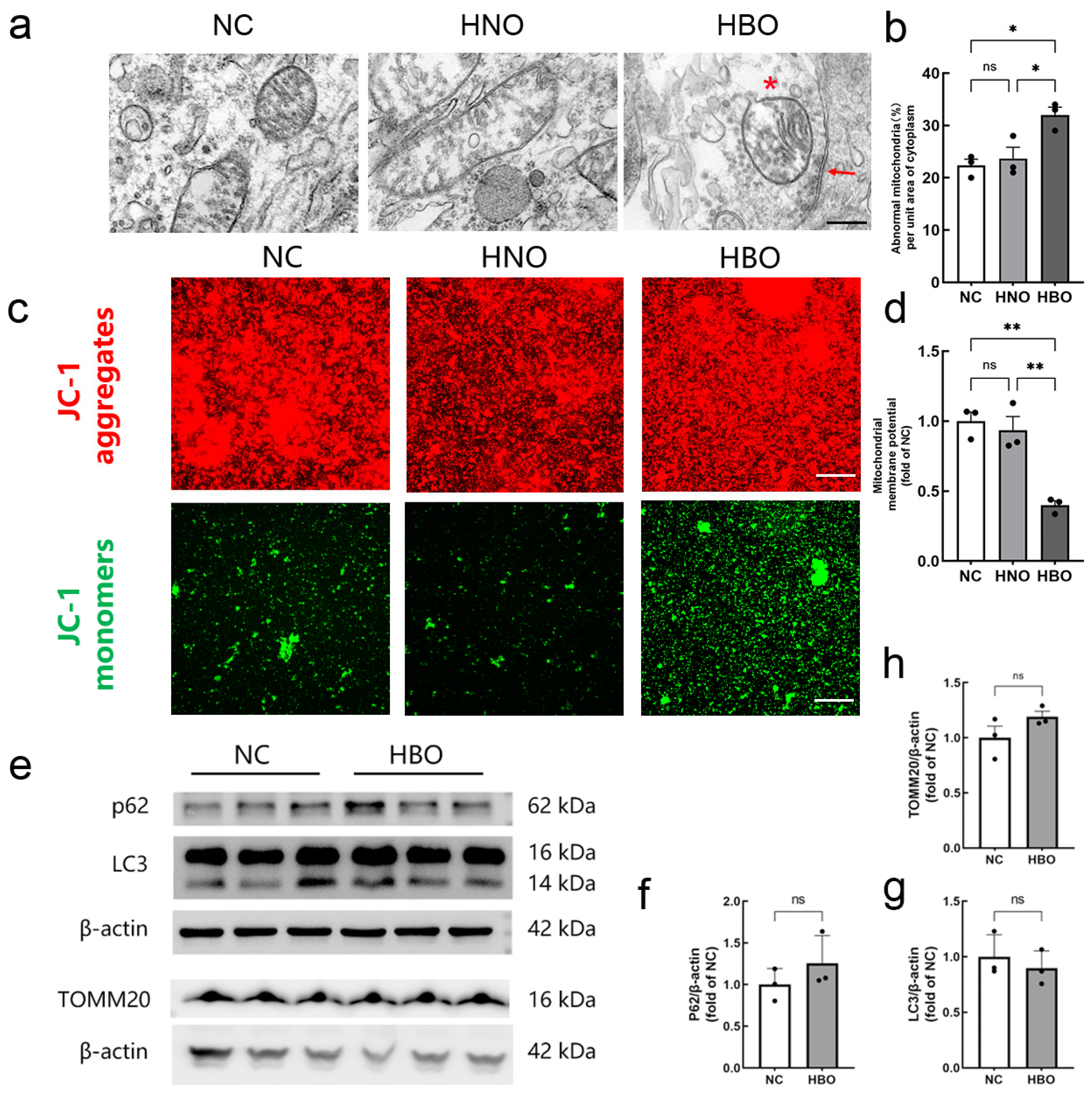 Pre-Activation of Mitophagy Protects Against Hyperbaric Oxygen-Induced ...