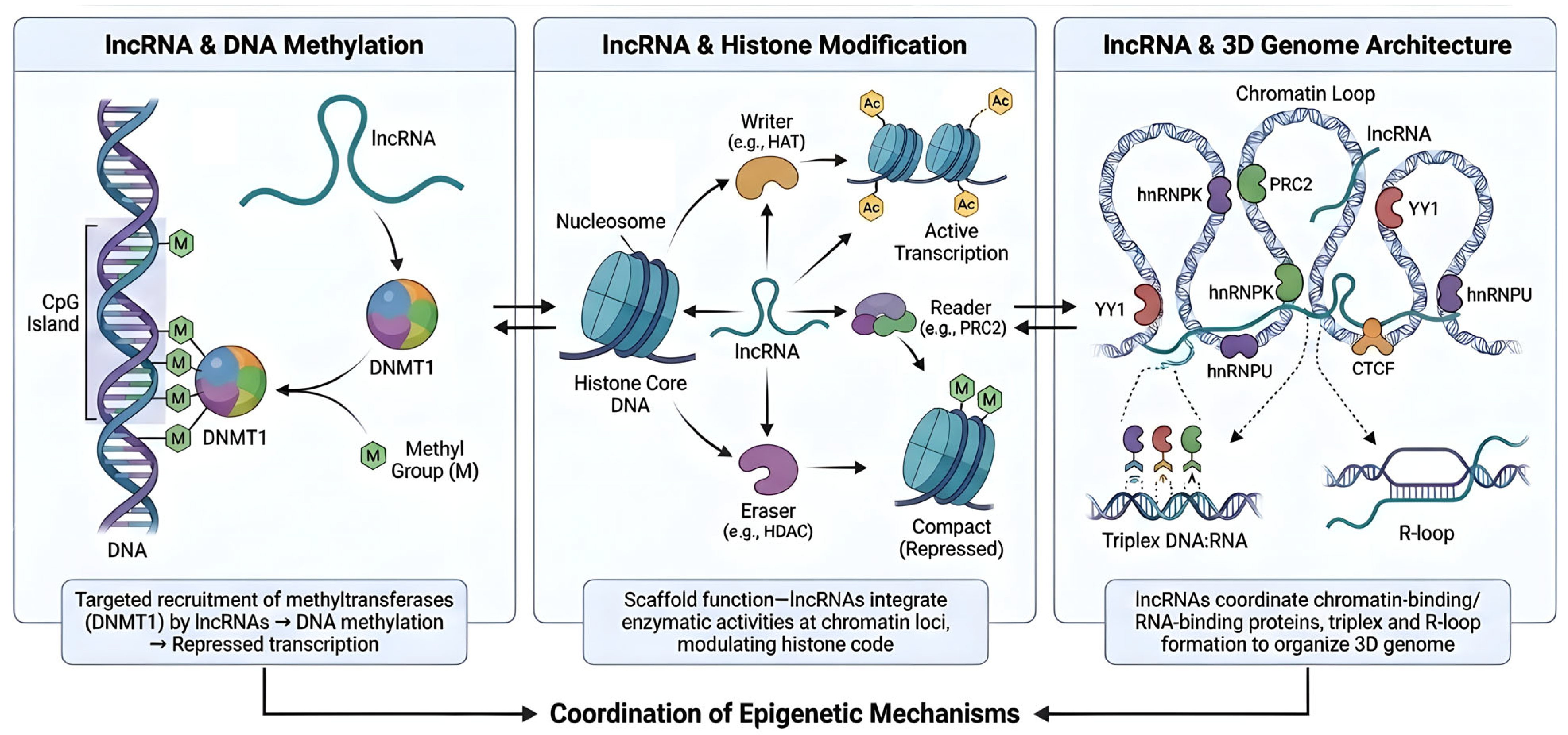 Long Non-Coding RNAs in Pathogenesis of Renal Cell Carcinoma ...