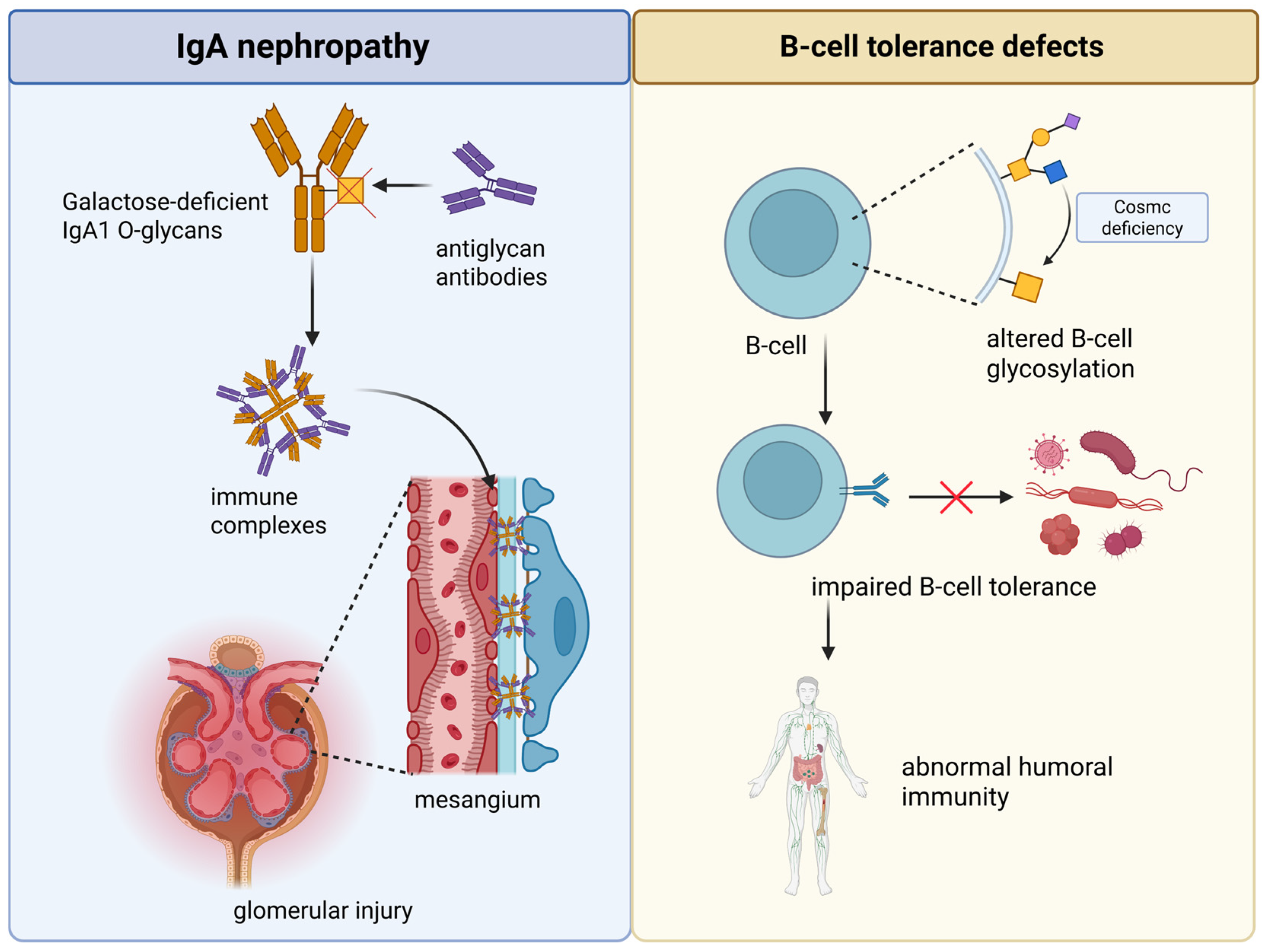 Distinct O-Linked Glycosylation Systems in Signaling and Immune Regulation