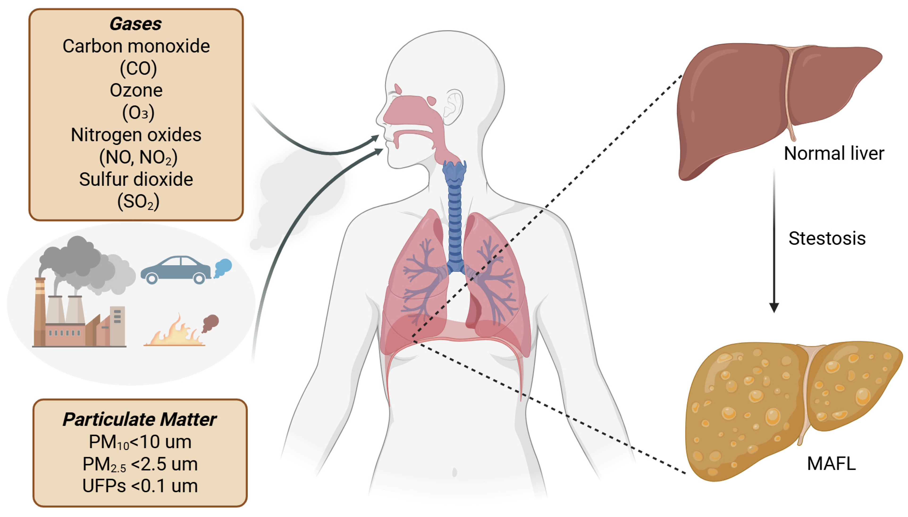 Impact of Air Pollution on Metabolic Dysfunction-Associated Fatty Liver ...